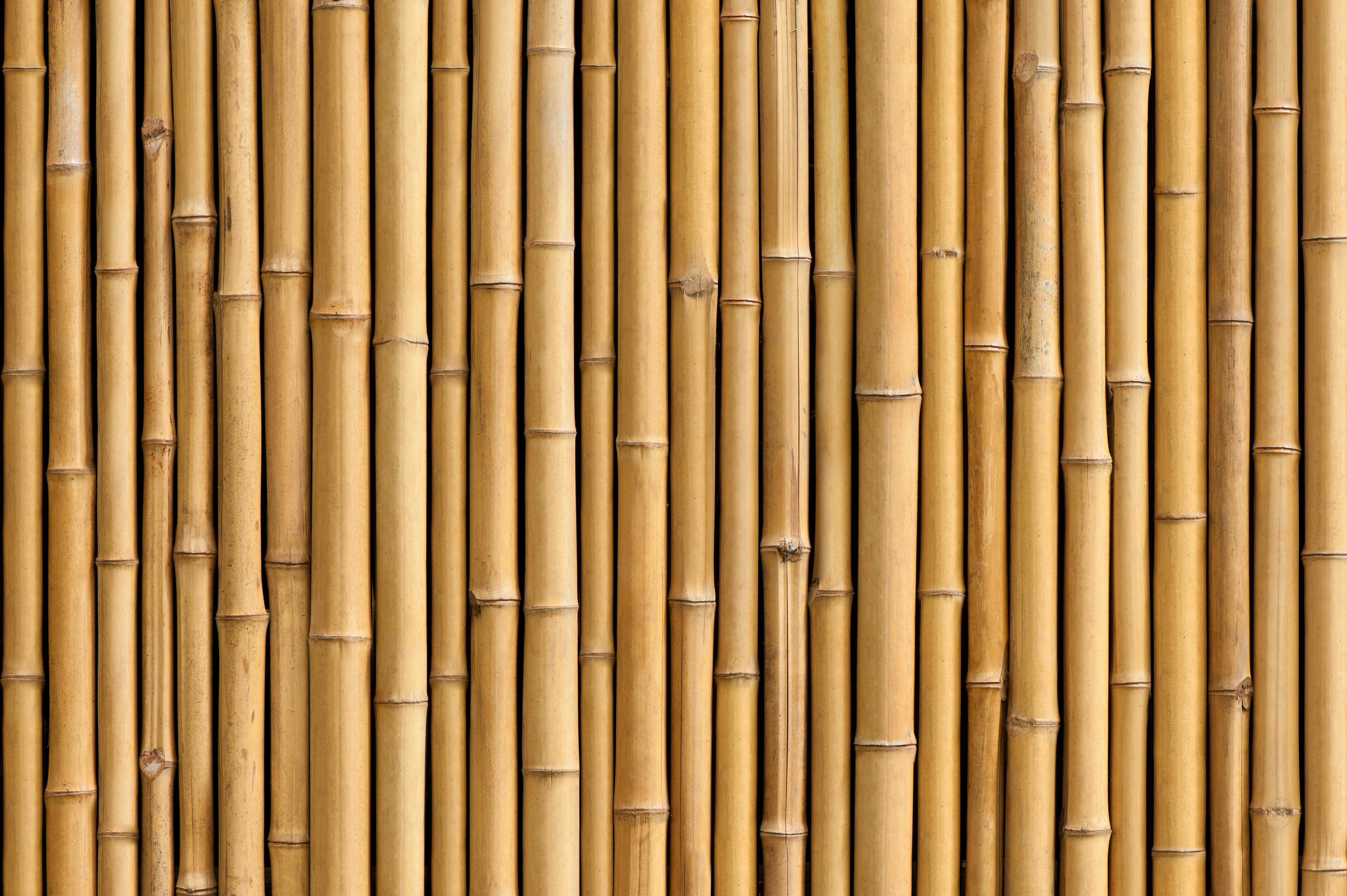 Обои бамбук, ствол, завод, bamboo, trunk, plant разрешение 6144x4088 Загрузить