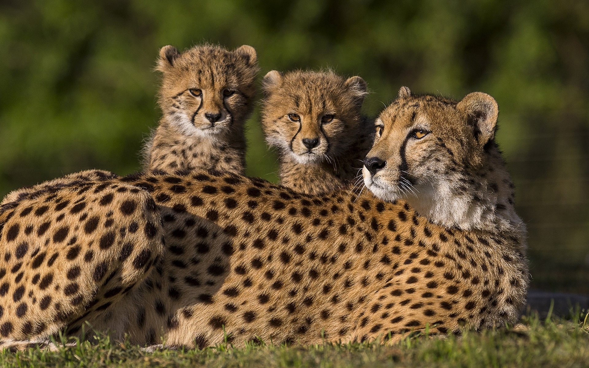 Обои животные, семья, дикие кошки, котята, гепард, гепарды, animals, family, wild cats, kittens, cheetah, cheetahs разрешение 1920x1200 Загрузить