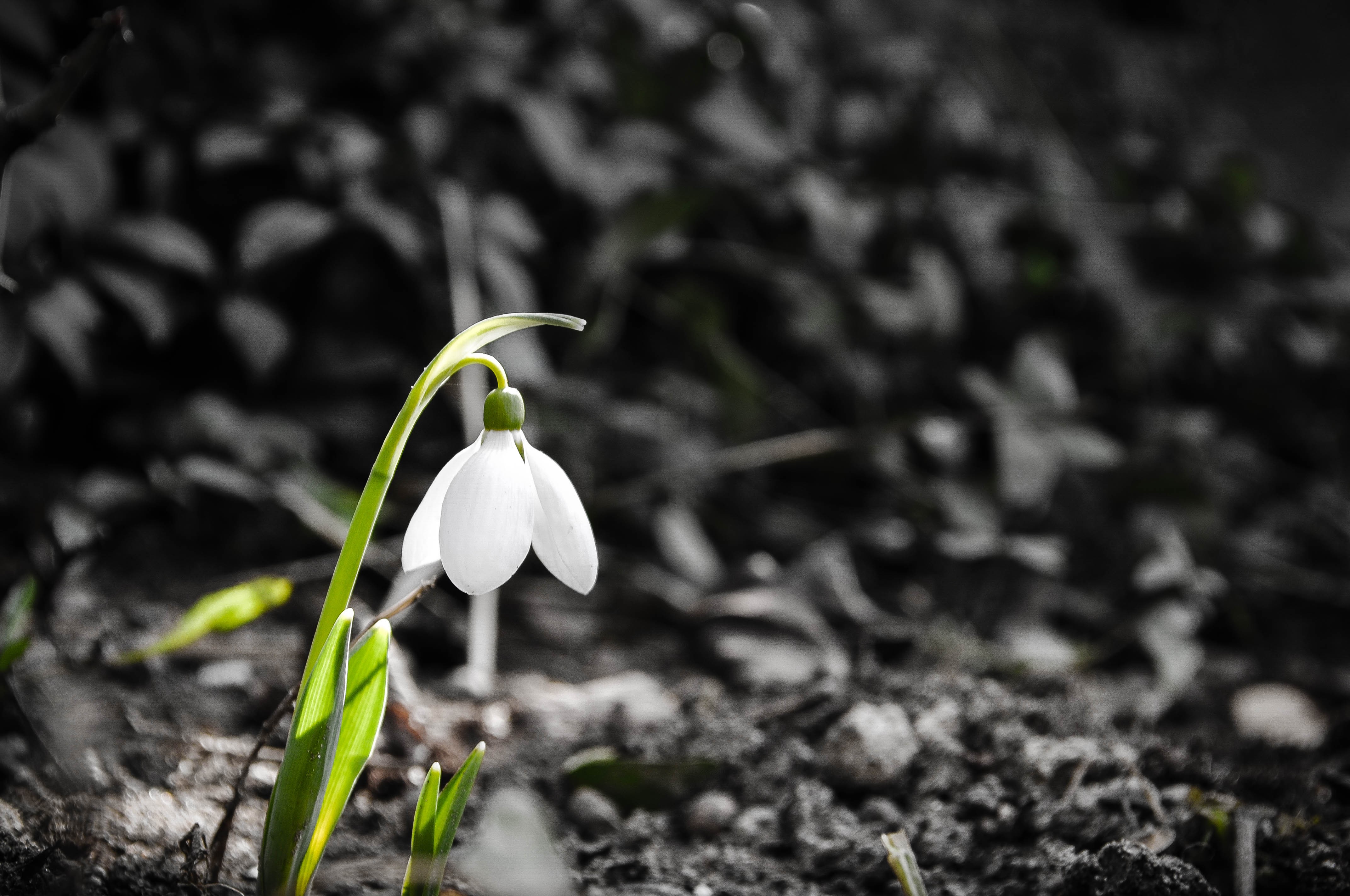 Обои природа, растения, цветок, весна, подснежник, nature, plants, flower, spring, snowdrop разрешение 4288x2848 Загрузить