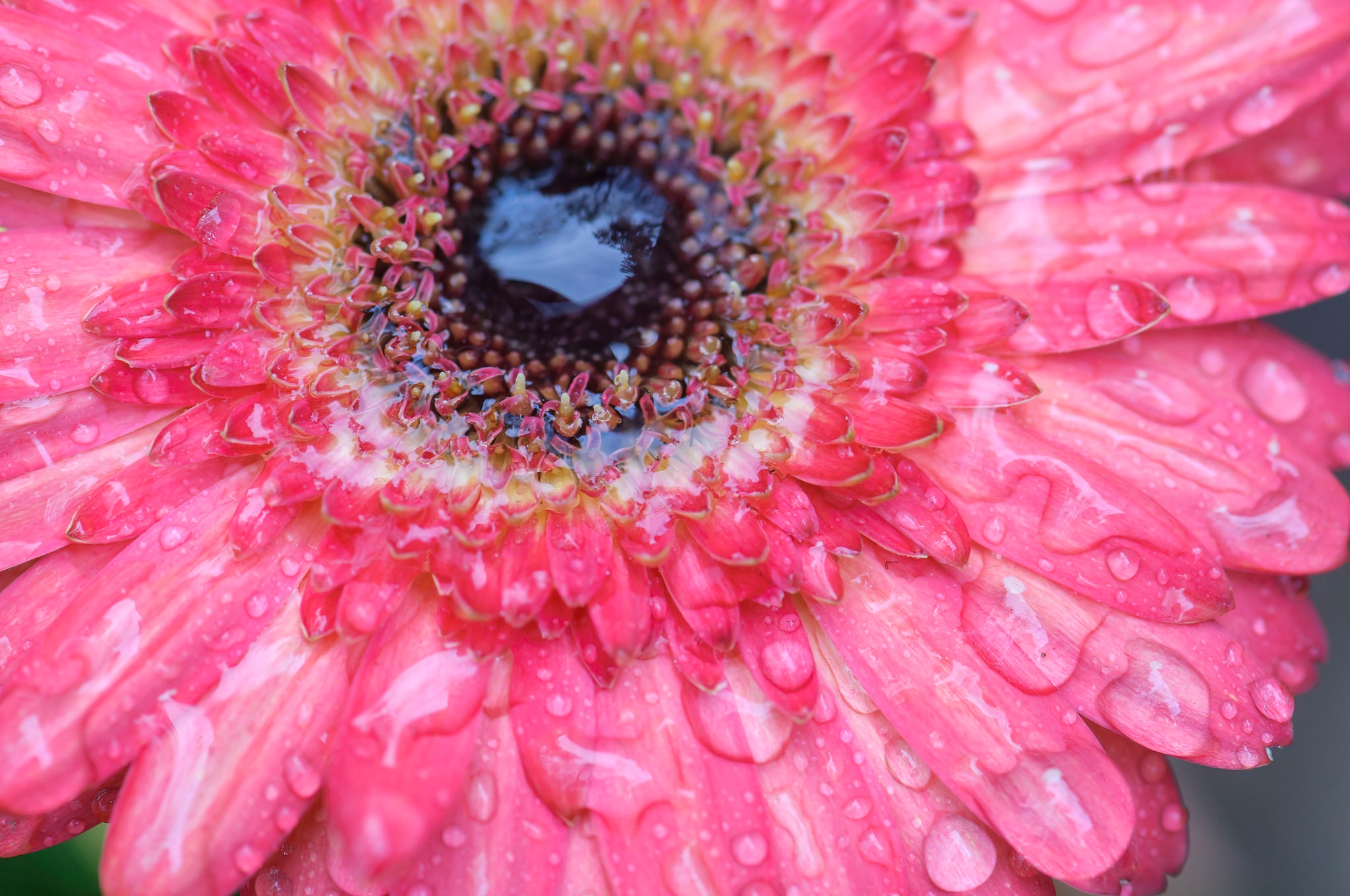 Обои вода, цветок, роса, капли, лепестки, гербера, water, flower, rosa, drops, petals, gerbera разрешение 2048x1360 Загрузить