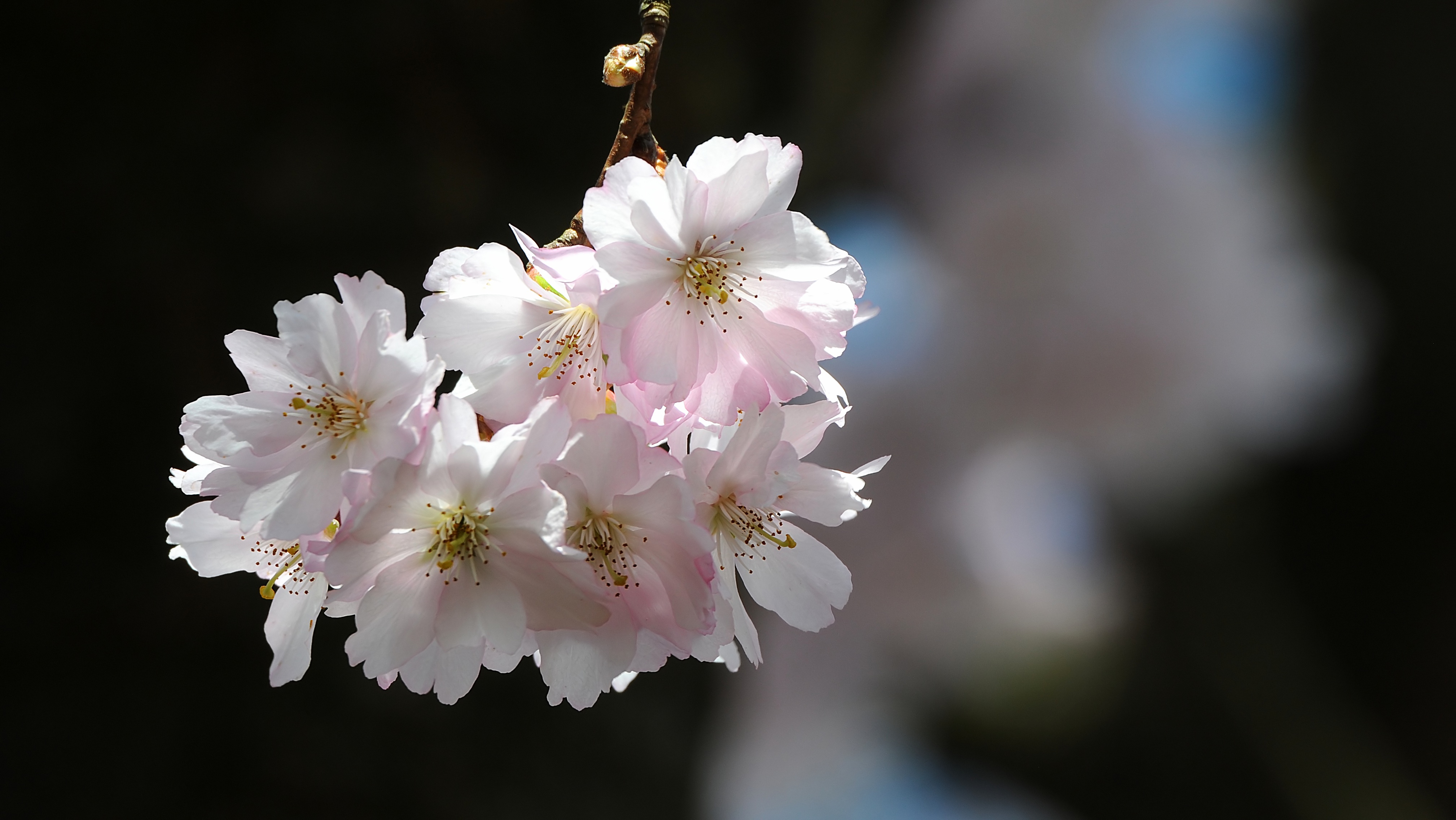 Обои природа, цветение, лепестки, весна, вишня, сакура, nature, flowering, petals, spring, cherry, sakura разрешение 4036x2272 Загрузить