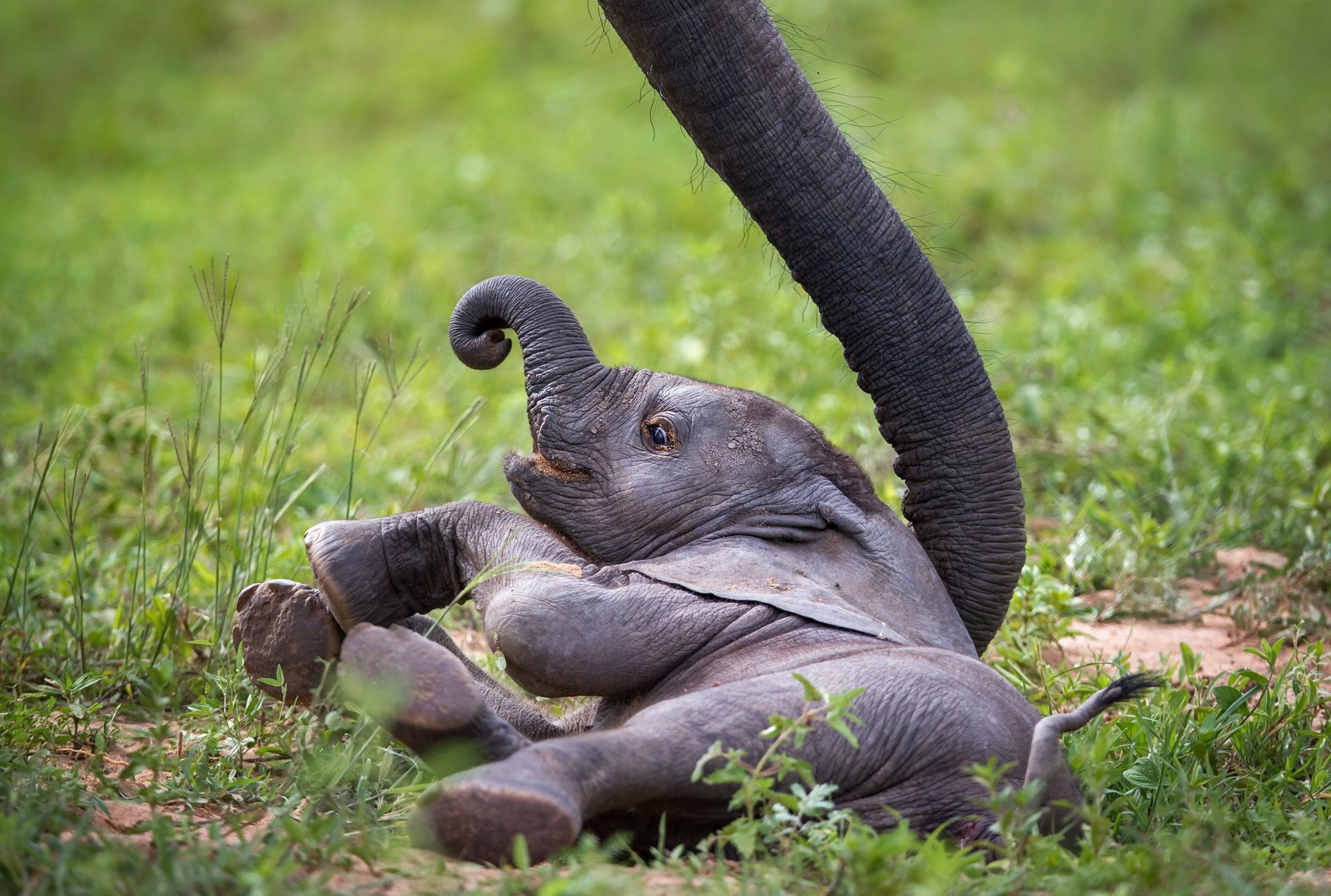 Обои слон, африка, хобот, слоненок, замбия, african wildlife, baby elephant, elephant, africa, trunk, zambia разрешение 1999x1346 Загрузить