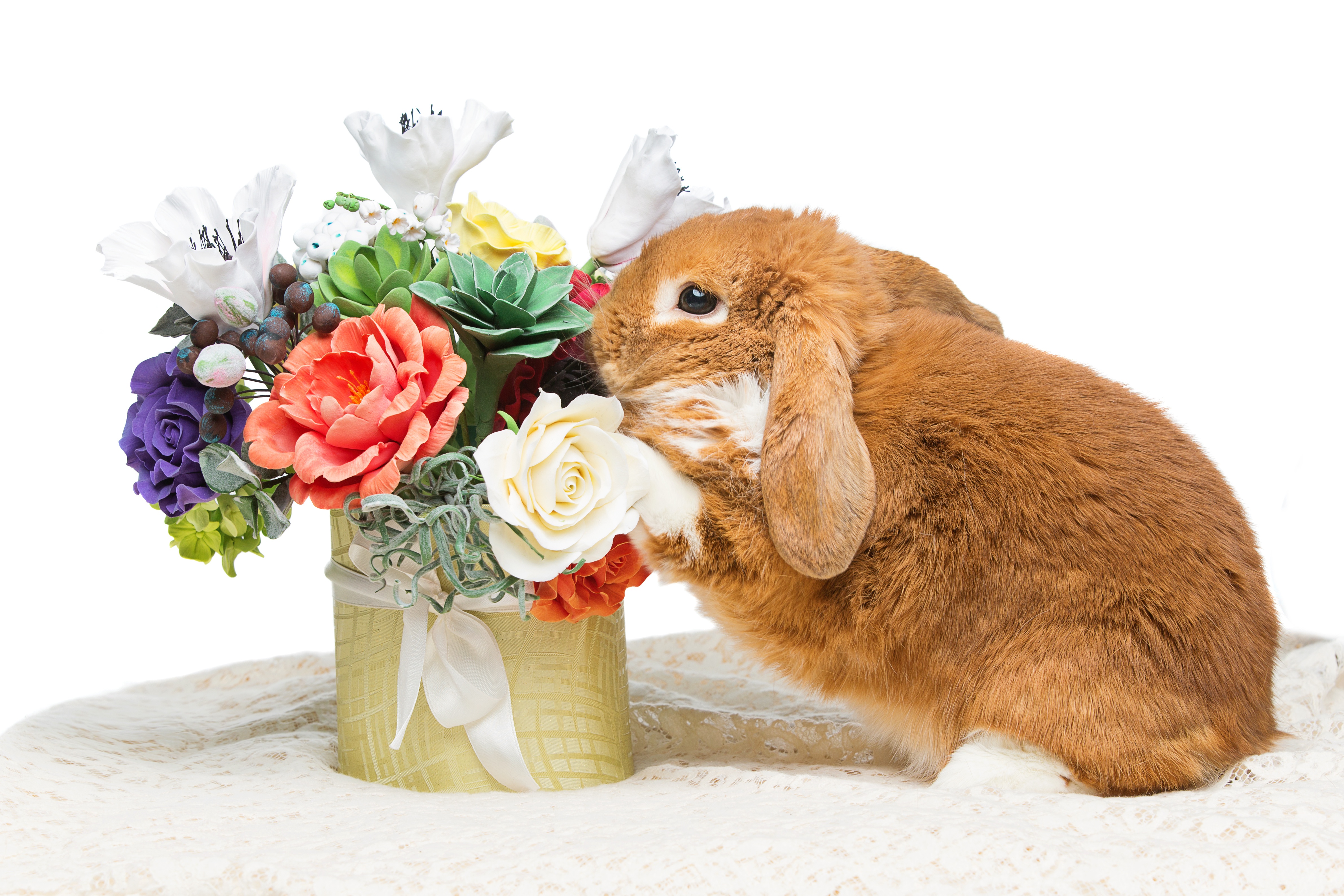 Обои зайка, цветы, кролик, пасха,  цветы, глазунья, декорация, весенние, зеленые пасхальные, довольная, bunny, flowers, rabbit, easter, eggs, decoration, spring, happy разрешение 4763x3176 Загрузить