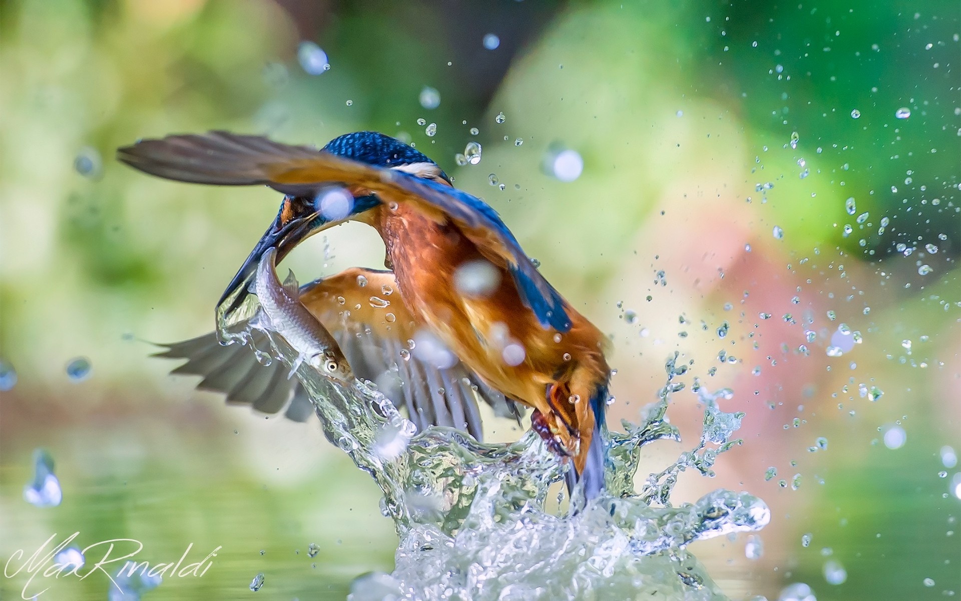 Обои брызги, птица, рыбка, зимородок, улов, squirt, bird, fish, kingfisher, catch разрешение 1920x1200 Загрузить