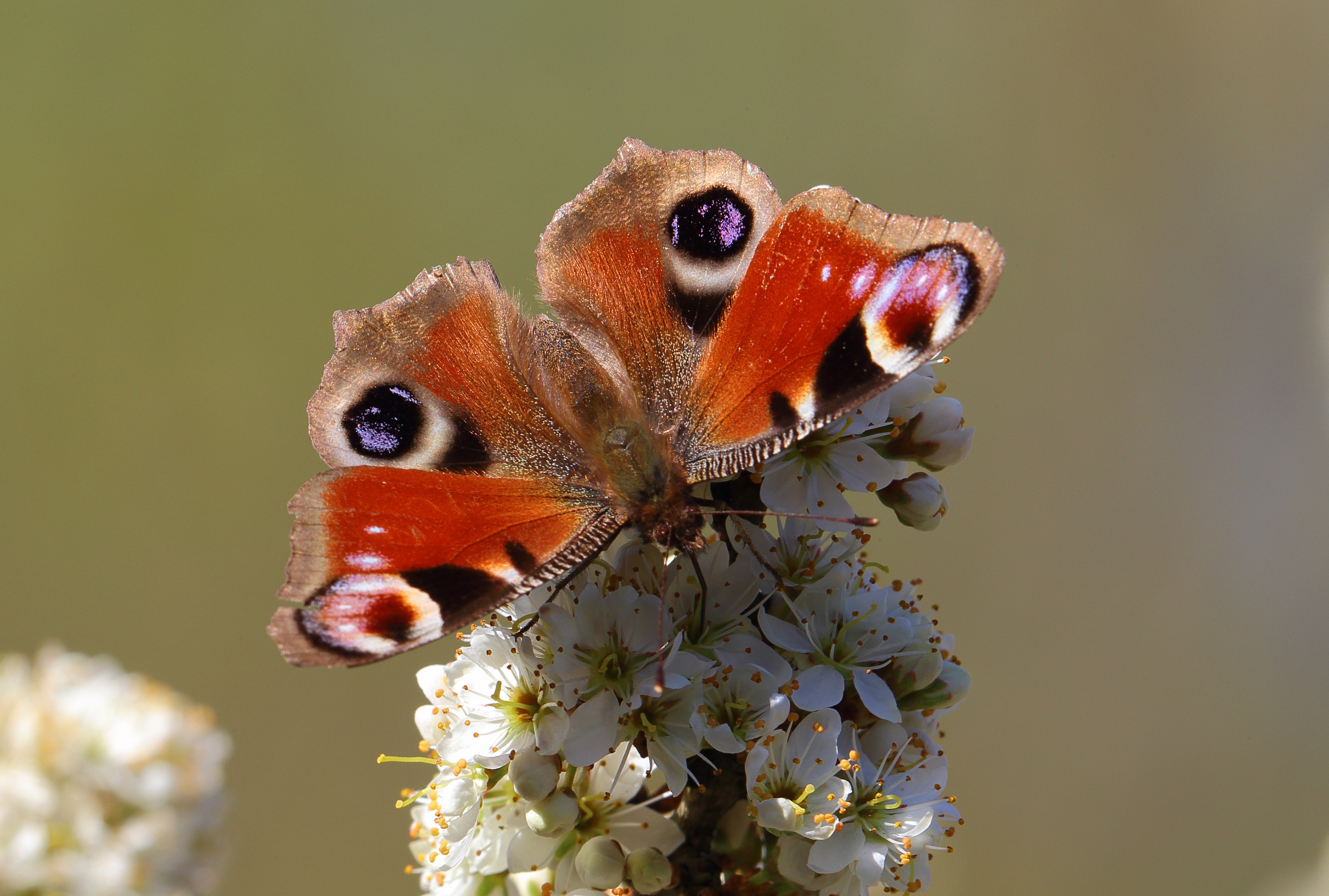 Обои насекомое, бабочка, животное, цветки, insect, butterfly, animal, flowers разрешение 4104x2767 Загрузить