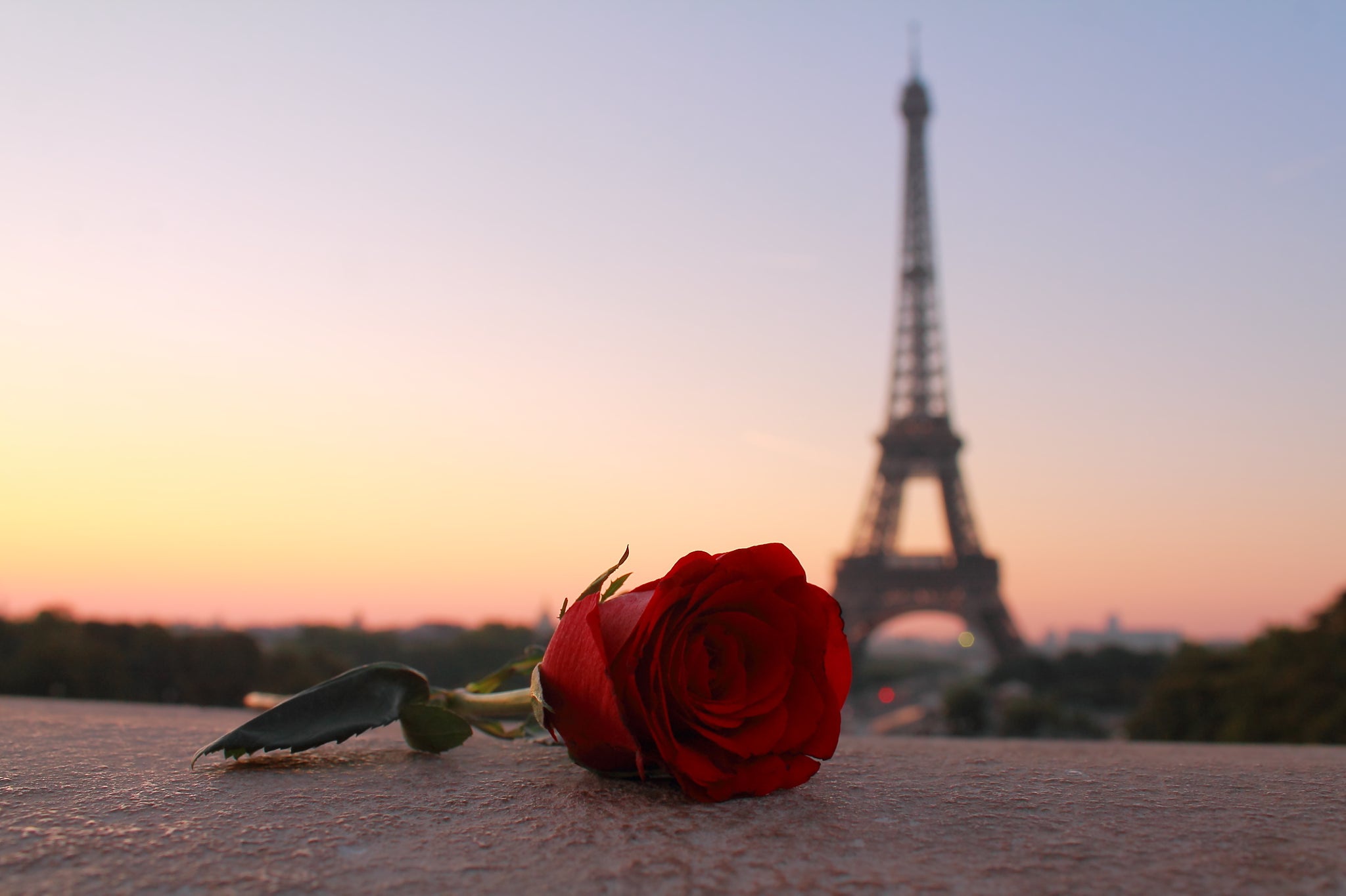 Париж розовые цветы Эйфелева башня