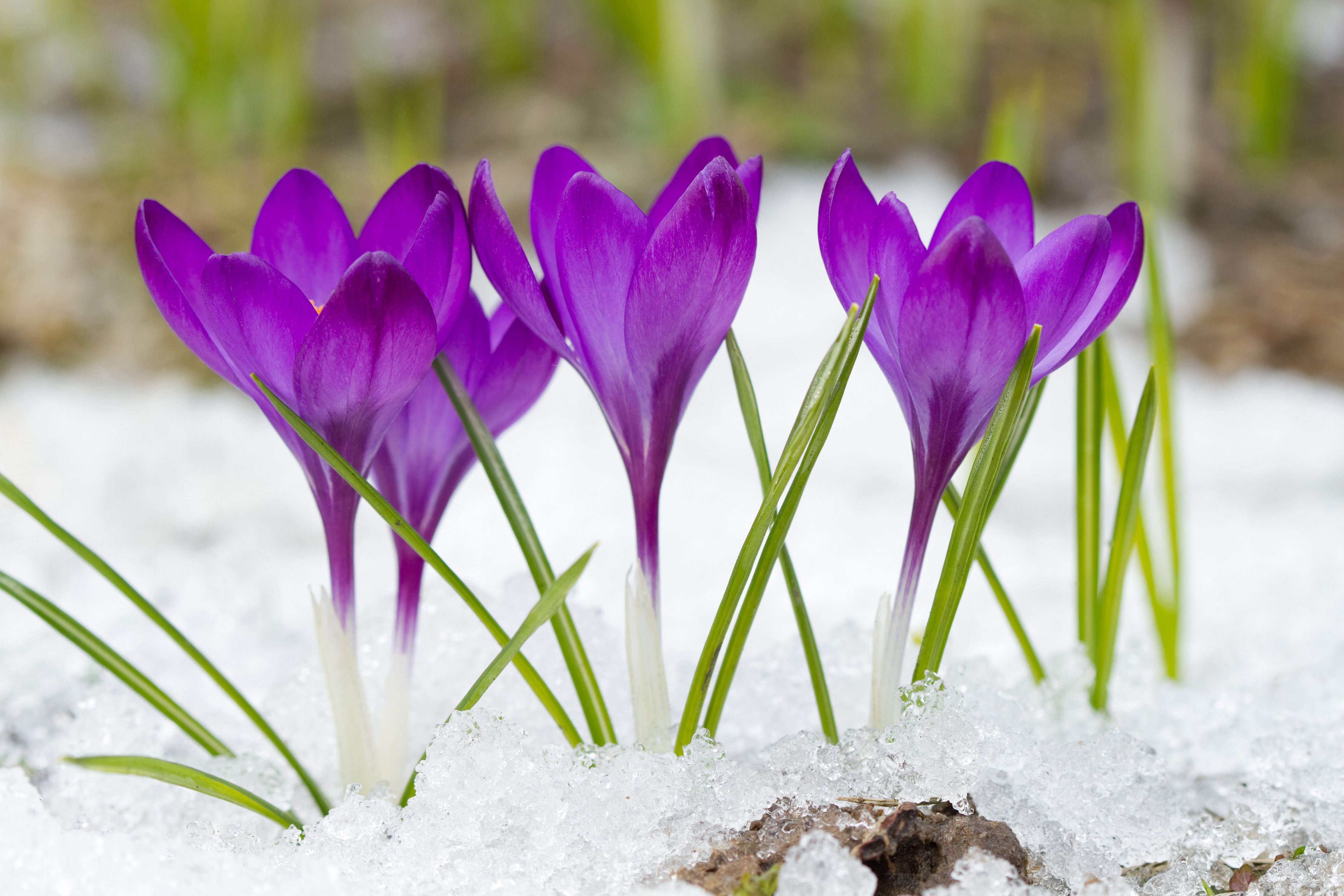 Обои цветы, снег, фиолетовые, крокусы, flowers, snow, purple, crocuses разрешение 4500x3000 Загрузить
