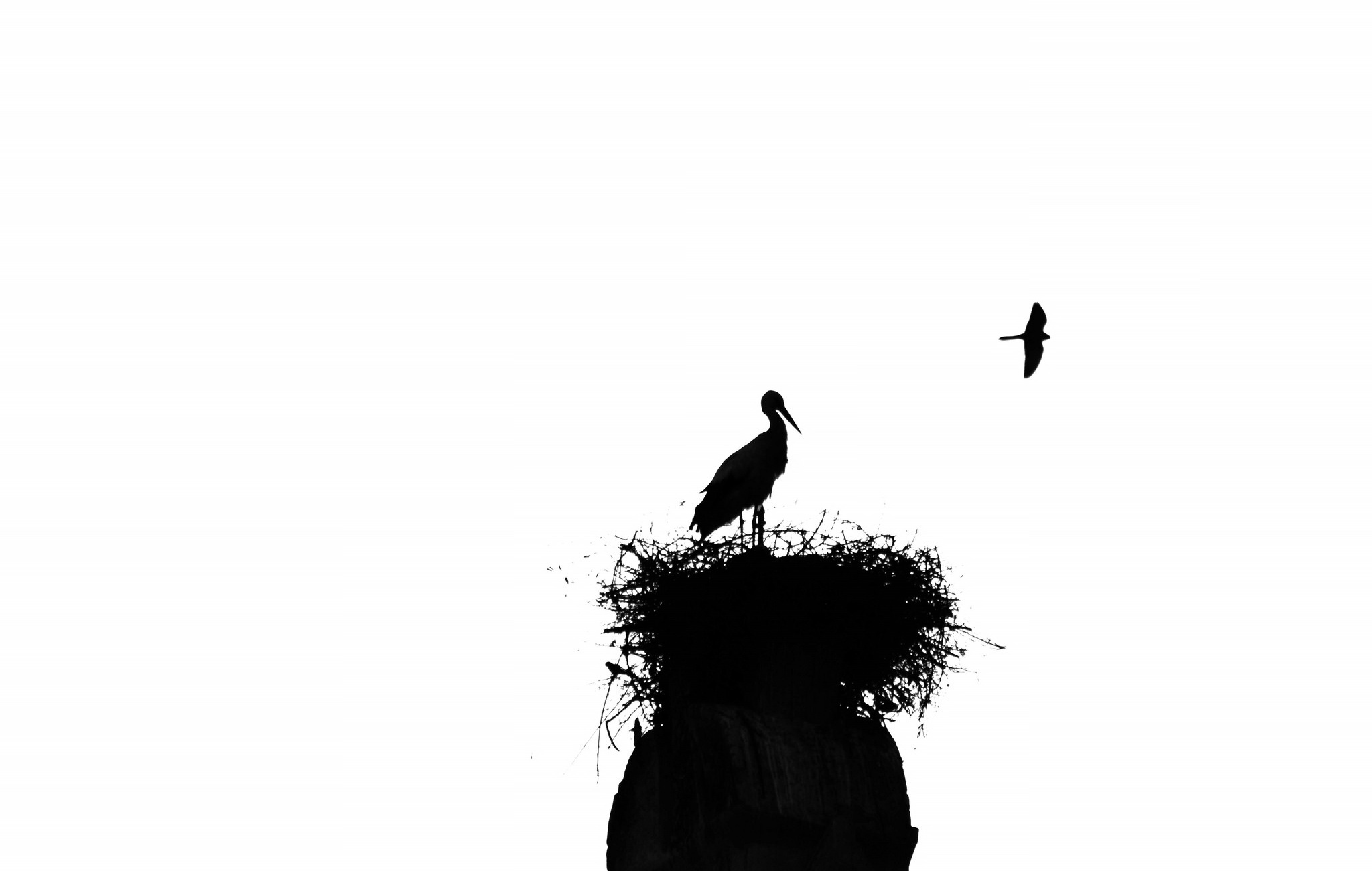 Обои птицы, силуэт, аист, гнездо, birds, silhouette, stork, socket разрешение 2048x1301 Загрузить