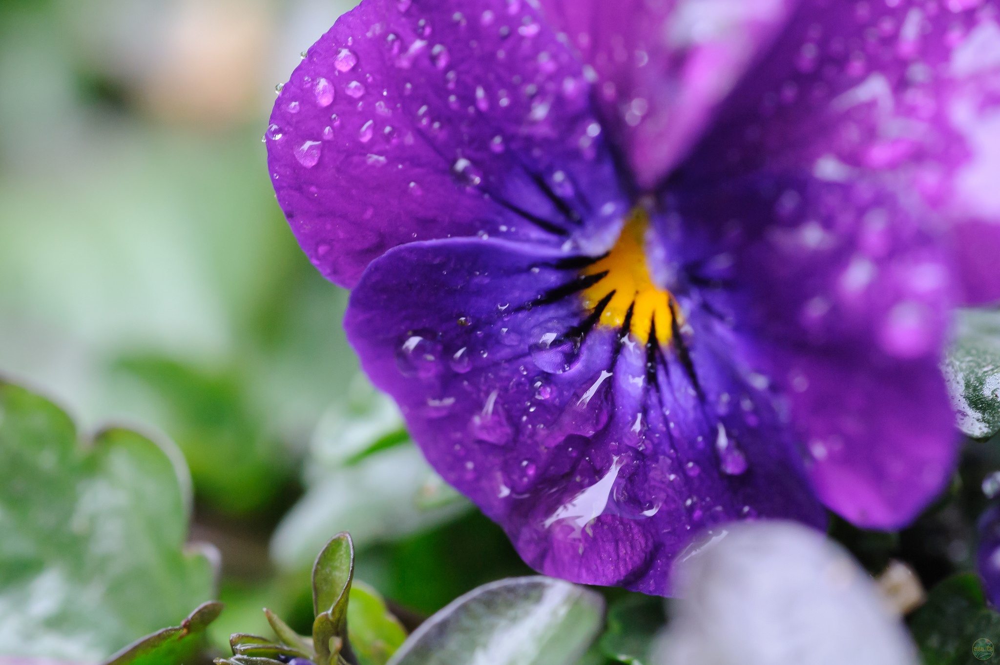 Обои цветы, макро, капли, лепестки, анютины глазки, виола, flowers, macro, drops, petals, pansy, viola разрешение 2048x1363 Загрузить