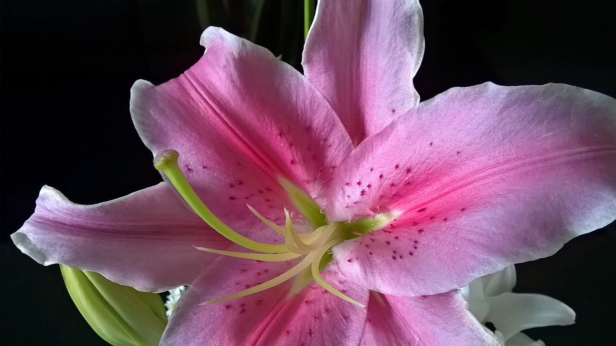 Обои макро, цветок, лепестки, лилия, розовая, macro, flower, petals, lily, pink разрешение 2592x1456 Загрузить