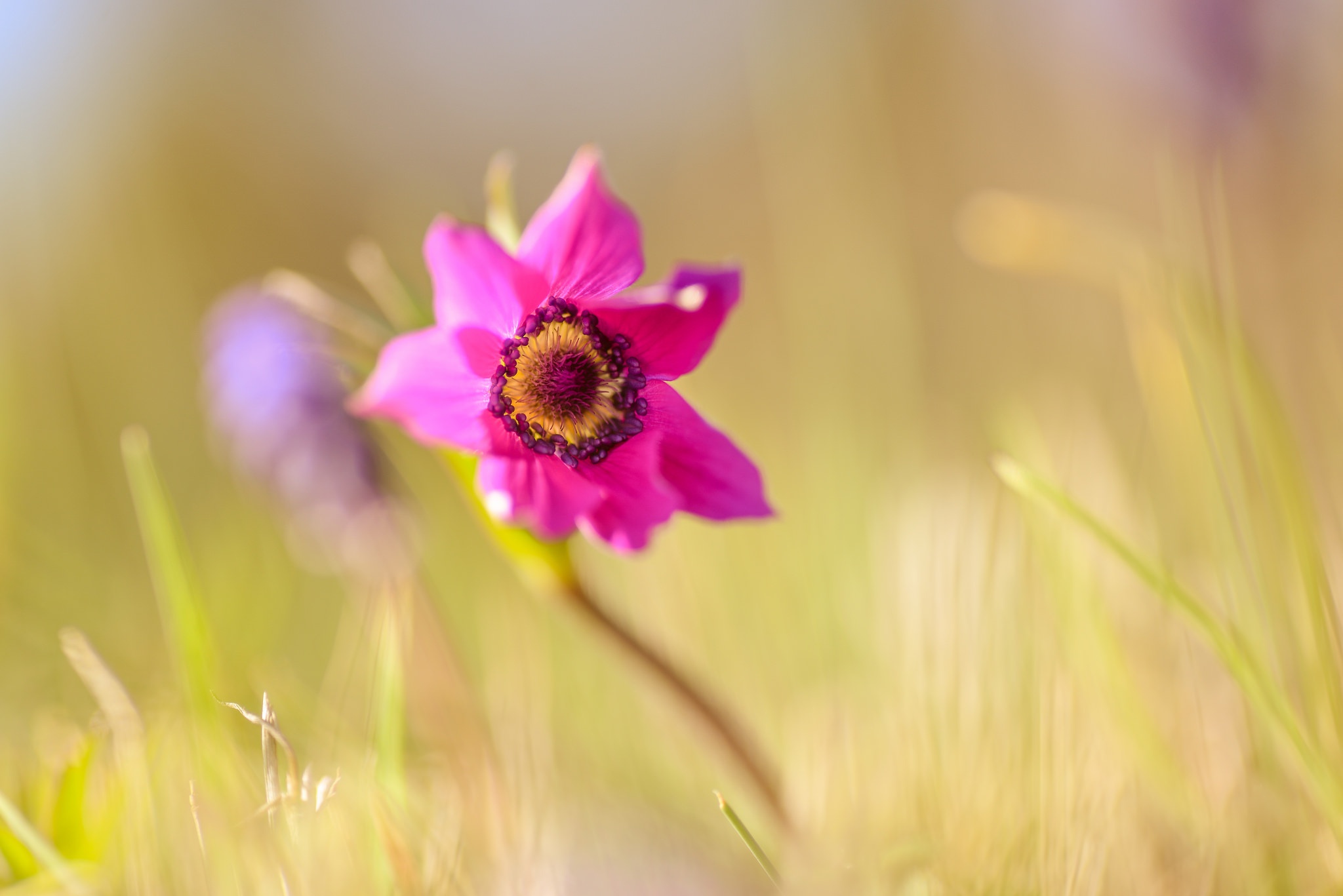 Обои макро, цветок, весна, анемон, macro, flower, spring, anemone разрешение 2048x1367 Загрузить