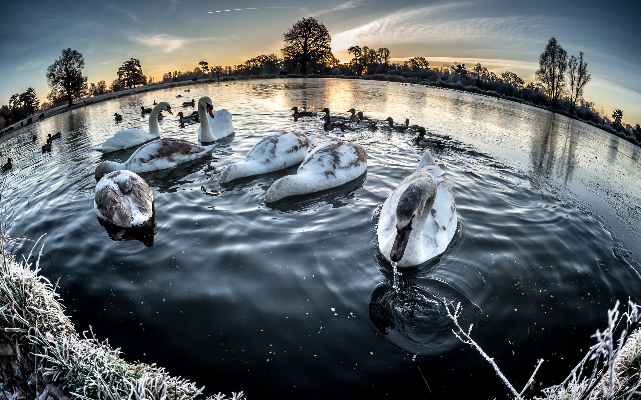 Обои озеро, зима, птицы, лебеди, lake, winter, birds, swans разрешение 2047x1277 Загрузить