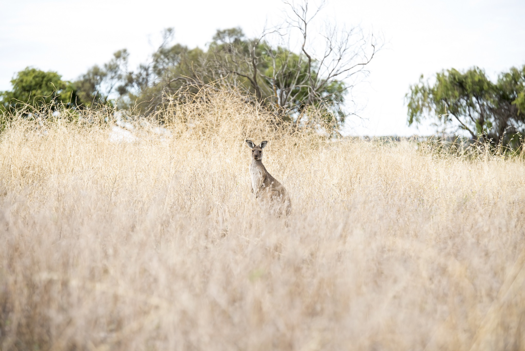 Обои природа, животное, австралия, кенгуру, nature, animal, australia, kangaroo разрешение 2048x1371 Загрузить