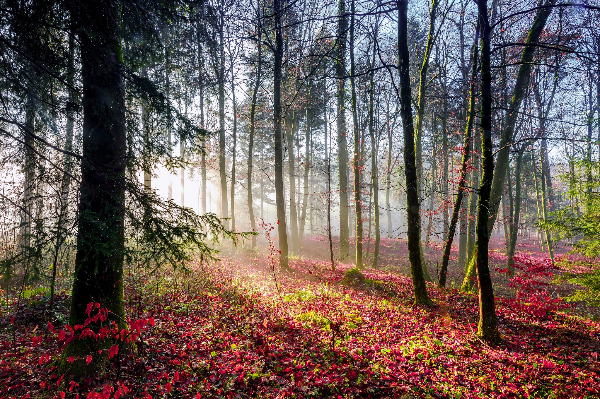 Обои свет, деревья, лес, листья, лучи, осен, light, trees, forest, leaves, rays, autumn разрешение 2048x1363 Загрузить