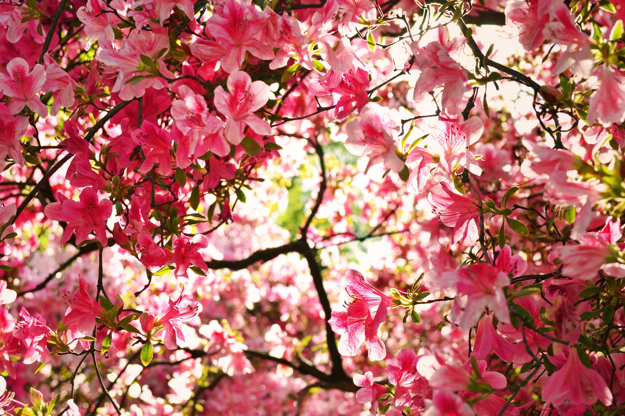 Обои цветение, ветки, весна, азалия, рододендрон, flowering, branches, spring, azalea, rhododendron разрешение 2048x1365 Загрузить