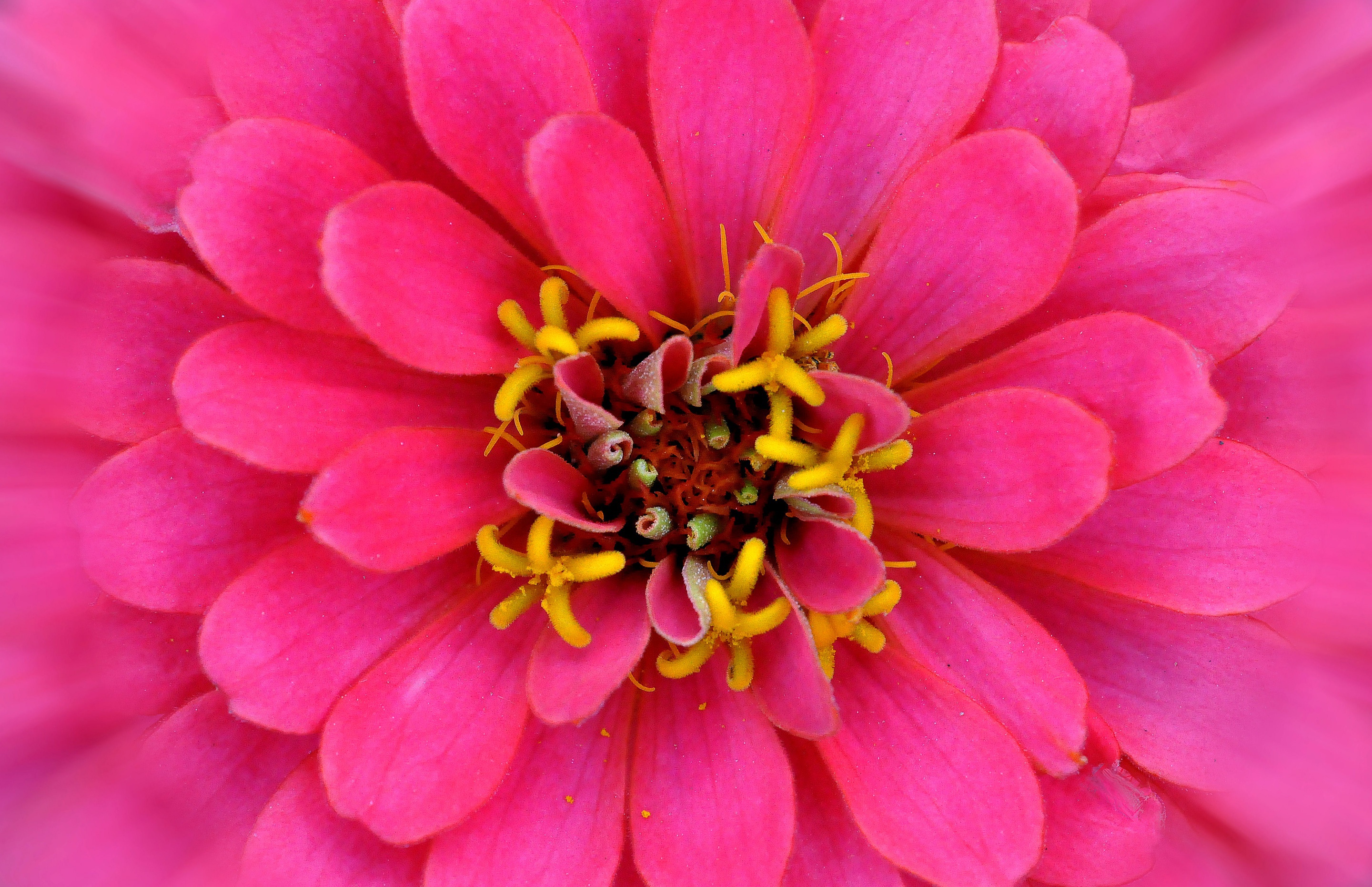 Обои макро, цветок, лепестки, розовый, цинния, macro, flower, petals, pink, zinnia разрешение 2880x1861 Загрузить