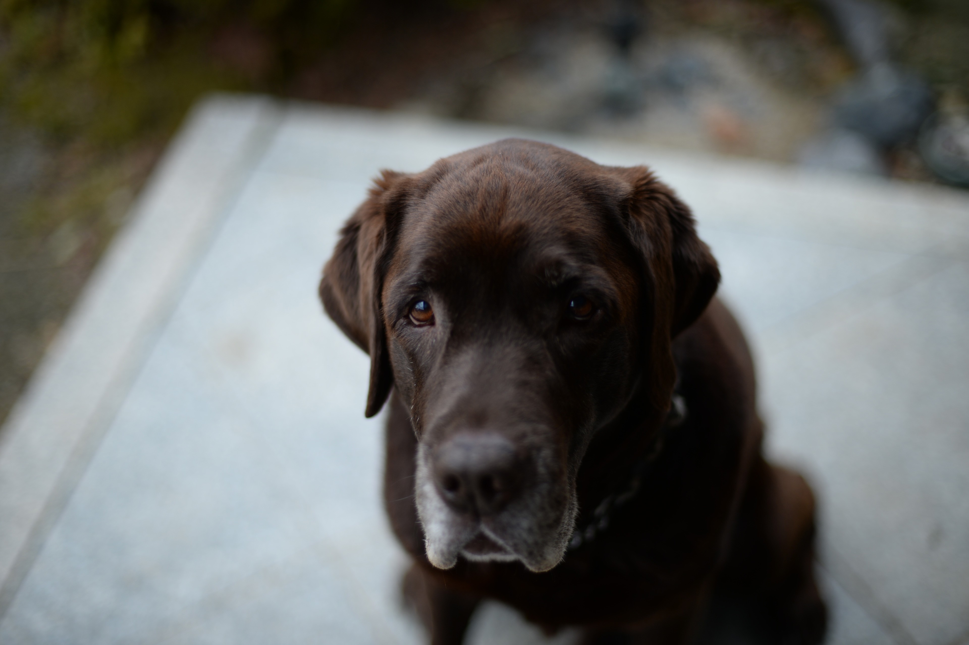 Обои глаза, морда, взгляд, собака, лабрадор, ретривер, eyes, face, look, dog, labrador, retriever разрешение 3840x2556 Загрузить