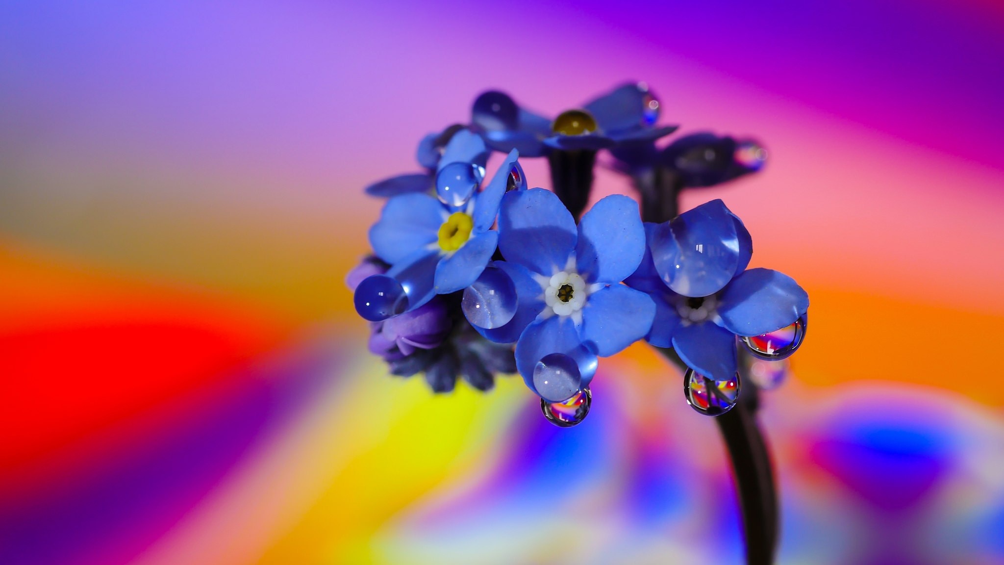 Обои макро, фон, цветок, цвет, капли воды, незабудка, macro, background, flower, color, water drops, forget-me-not разрешение 2048x1152 Загрузить