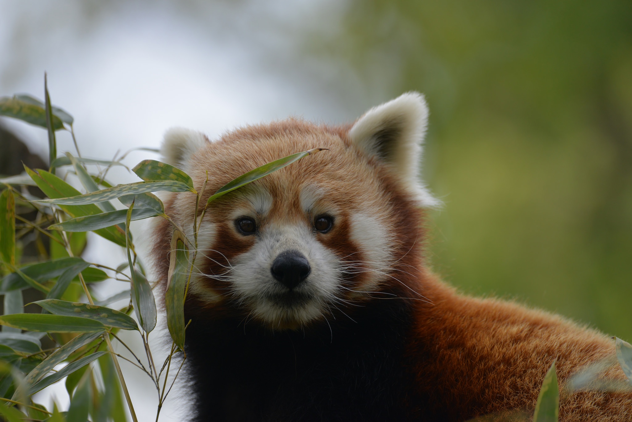 Обои природа, листья, фон, мордочка, взгляд, красная панда, nature, leaves, background, muzzle, look, red panda разрешение 2048x1367 Загрузить