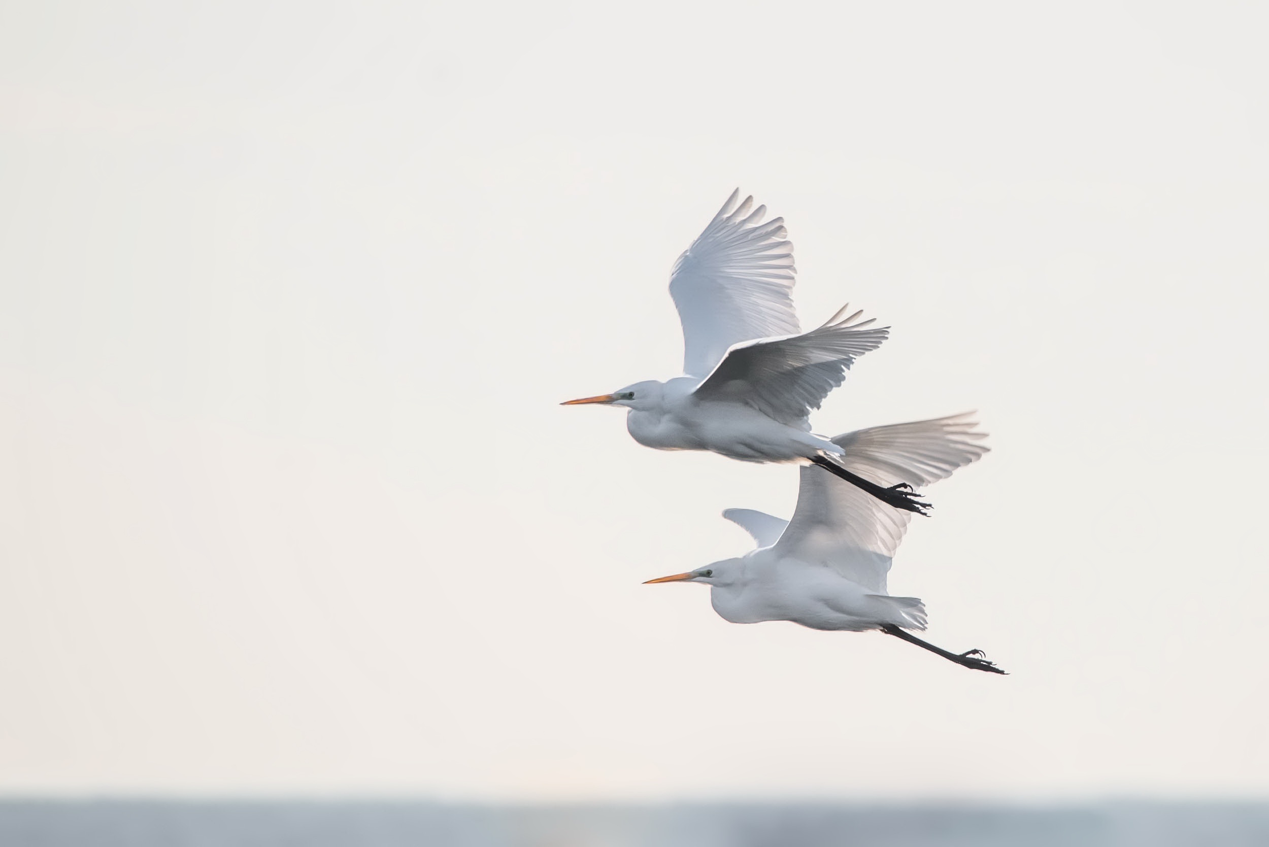 Обои небо, полет, крылья, птицы, цапля, the sky, flight, wings, birds, heron разрешение 2500x1669 Загрузить