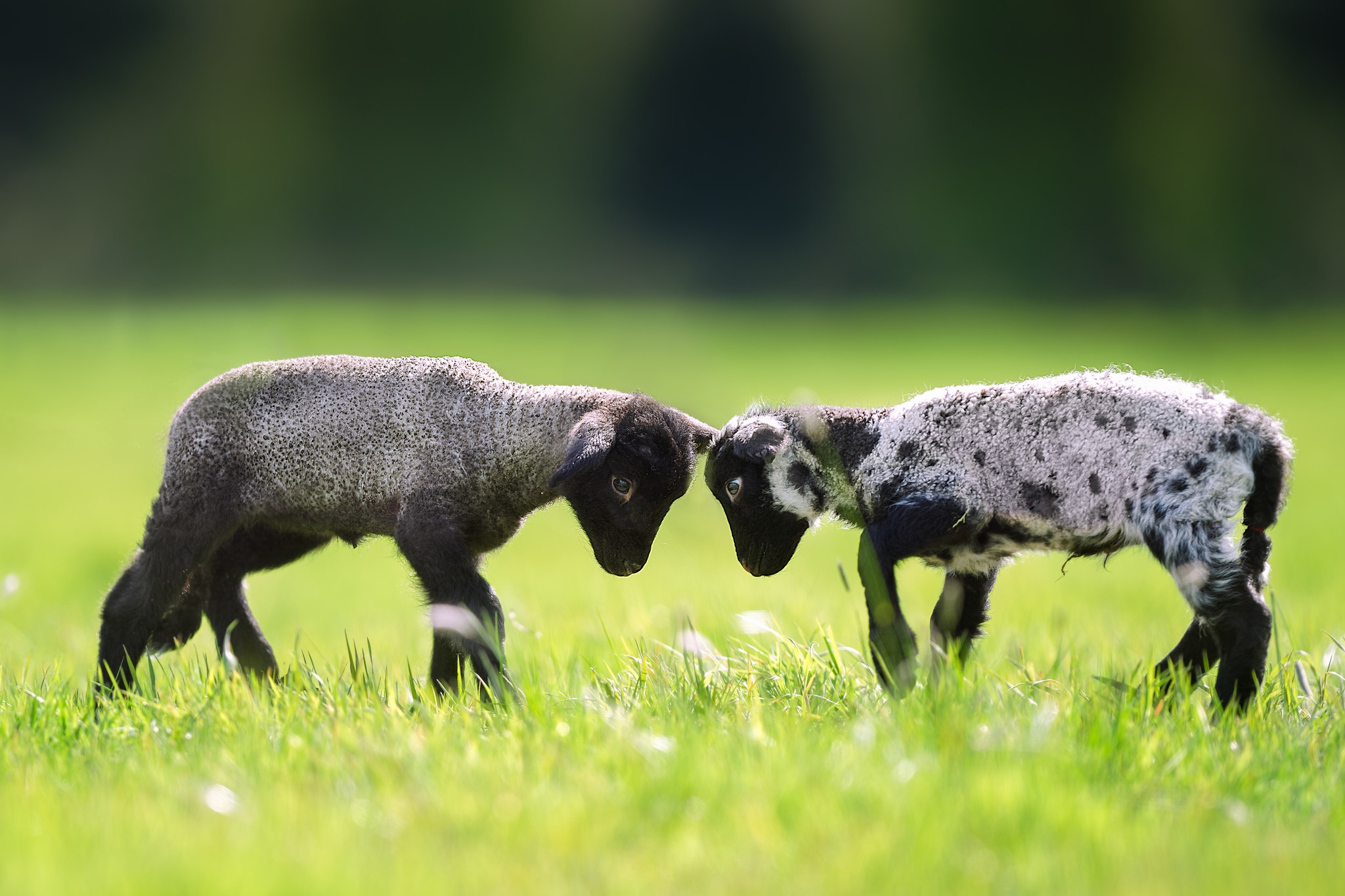 Обои трава, пара, лужайка, баран, овца, барашки, grass, pair, lawn, ram, sheep, lambs разрешение 2048x1365 Загрузить