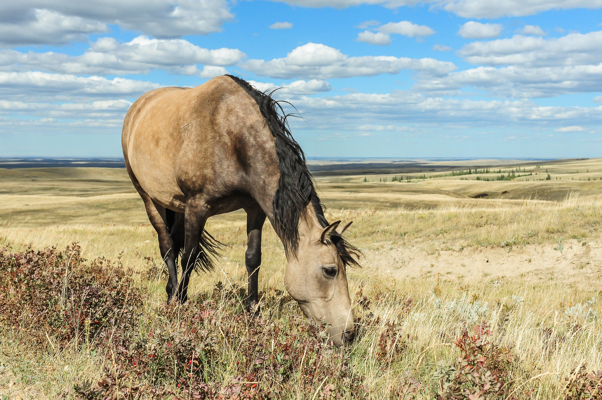 Обои небо, лошадь, облака, природа, поле, конь, грива, the sky, horse, clouds, nature, field, mane разрешение 2048x1363 Загрузить