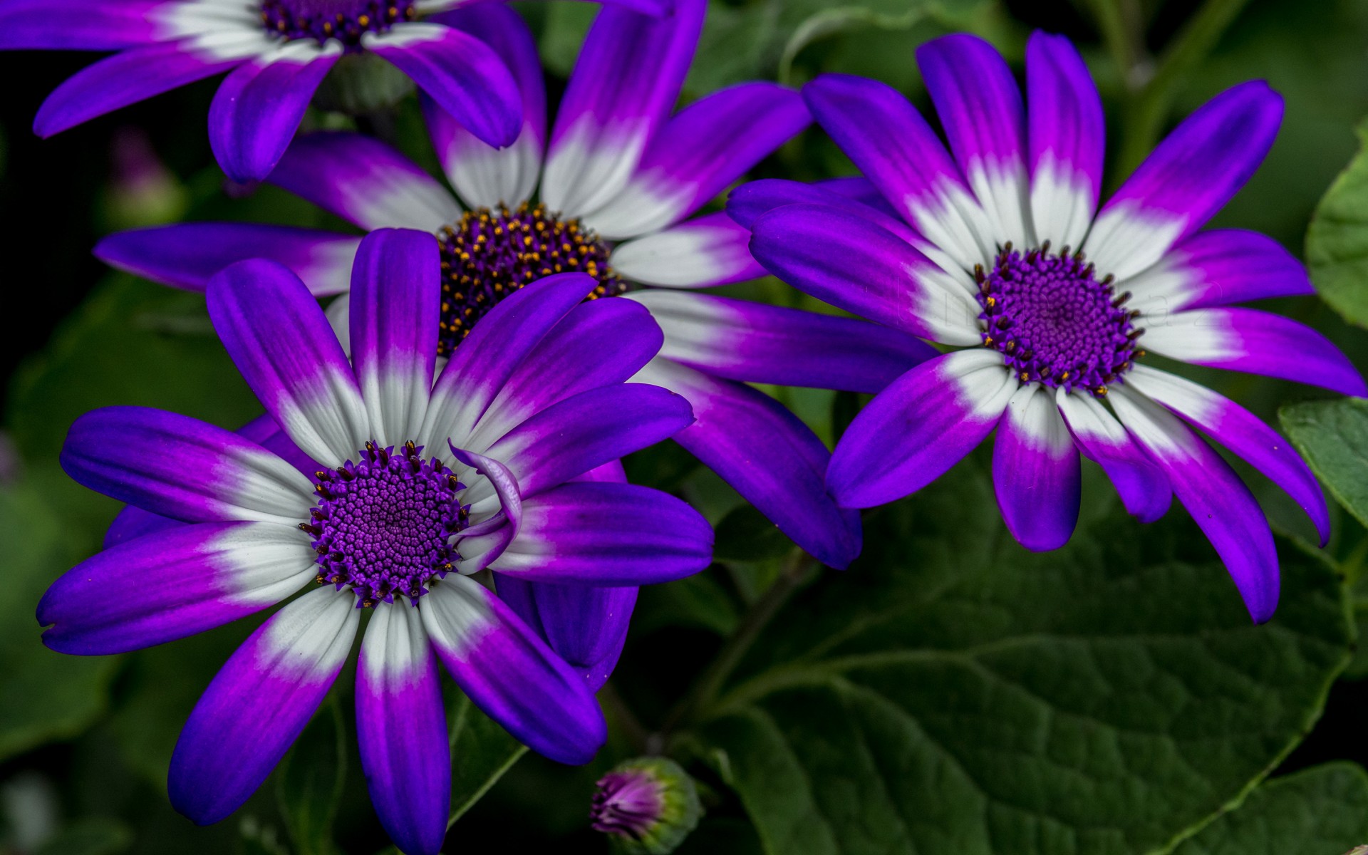 Обои цветы, макро, лепестки, остеоспермум, flowers, macro, petals, osteospermum разрешение 1920x1200 Загрузить