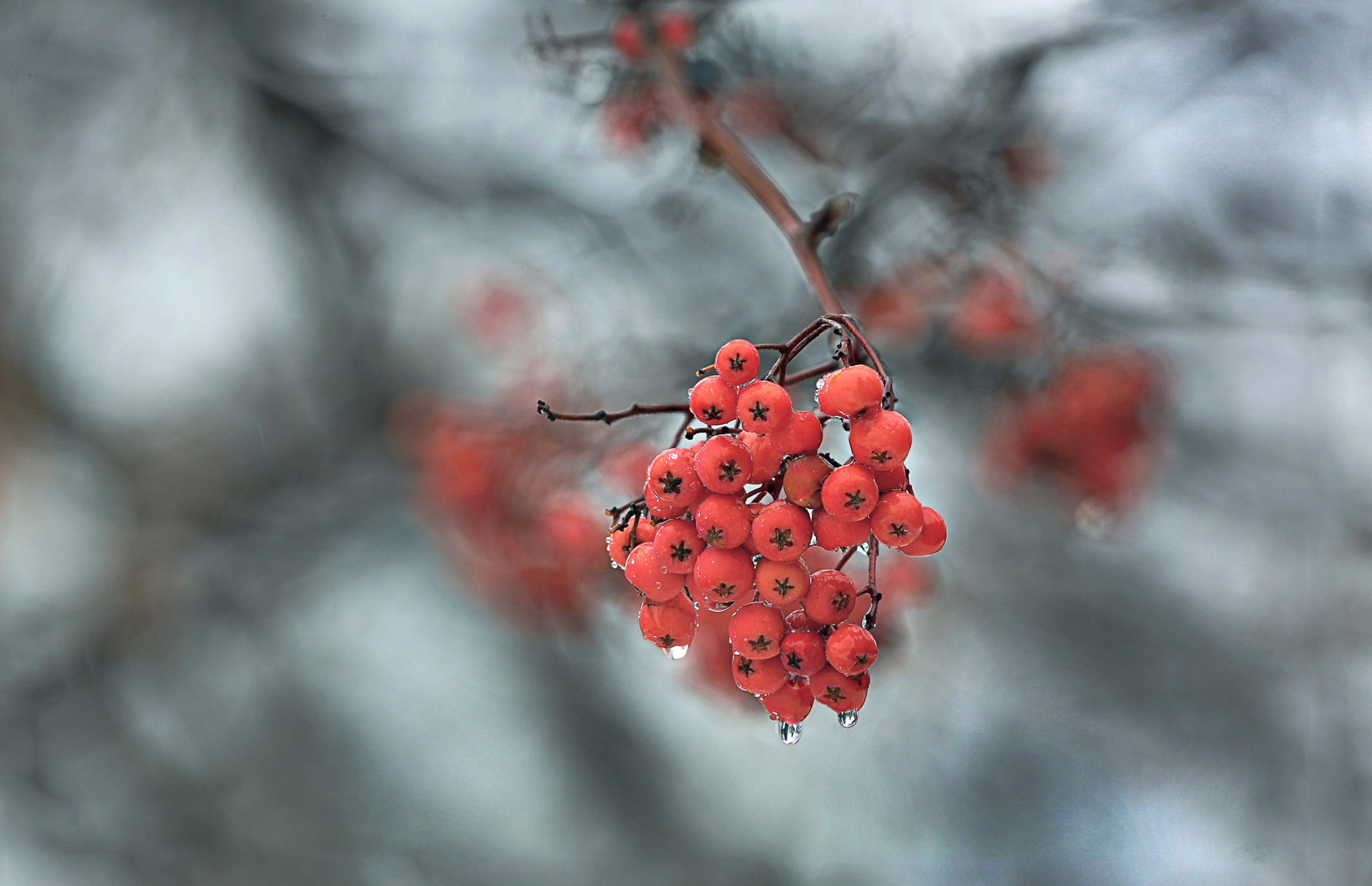 Обои ветка, природа, макро, фон, капли, ягоды, рябина, branch, nature, macro, background, drops, berries, rowan разрешение 1920x1240 Загрузить