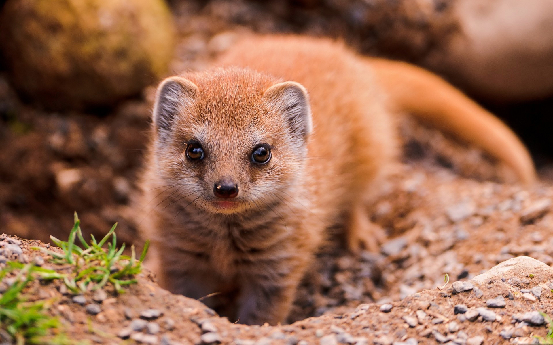 Обои взгляд, животное, мангуст, look, animal, mongoose разрешение 1920x1200 Загрузить