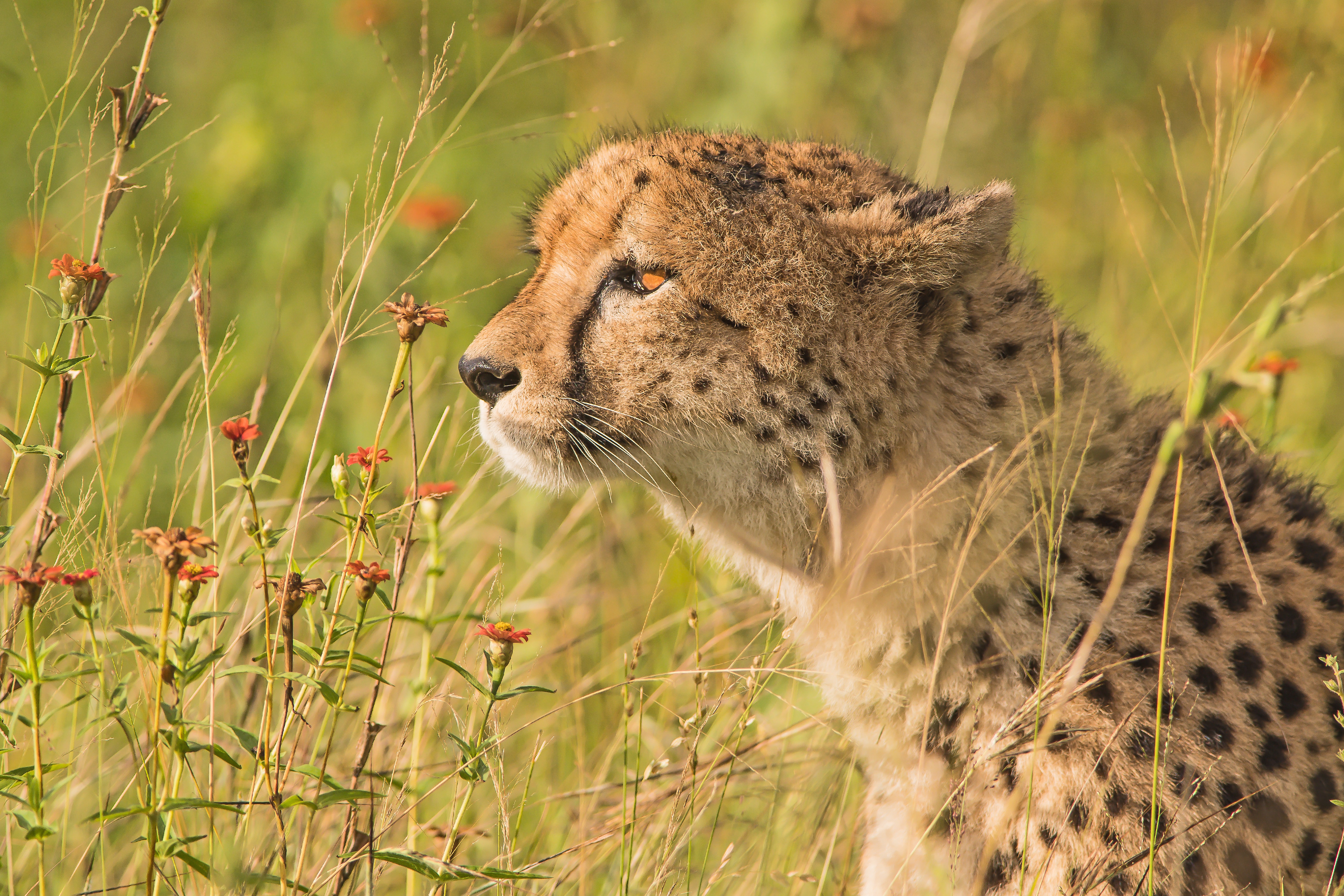 Обои цветы, трава, портрет, профиль, гепард, дикая кошка, flowers, grass, portrait, profile, cheetah, wild cat разрешение 5568x3712 Загрузить