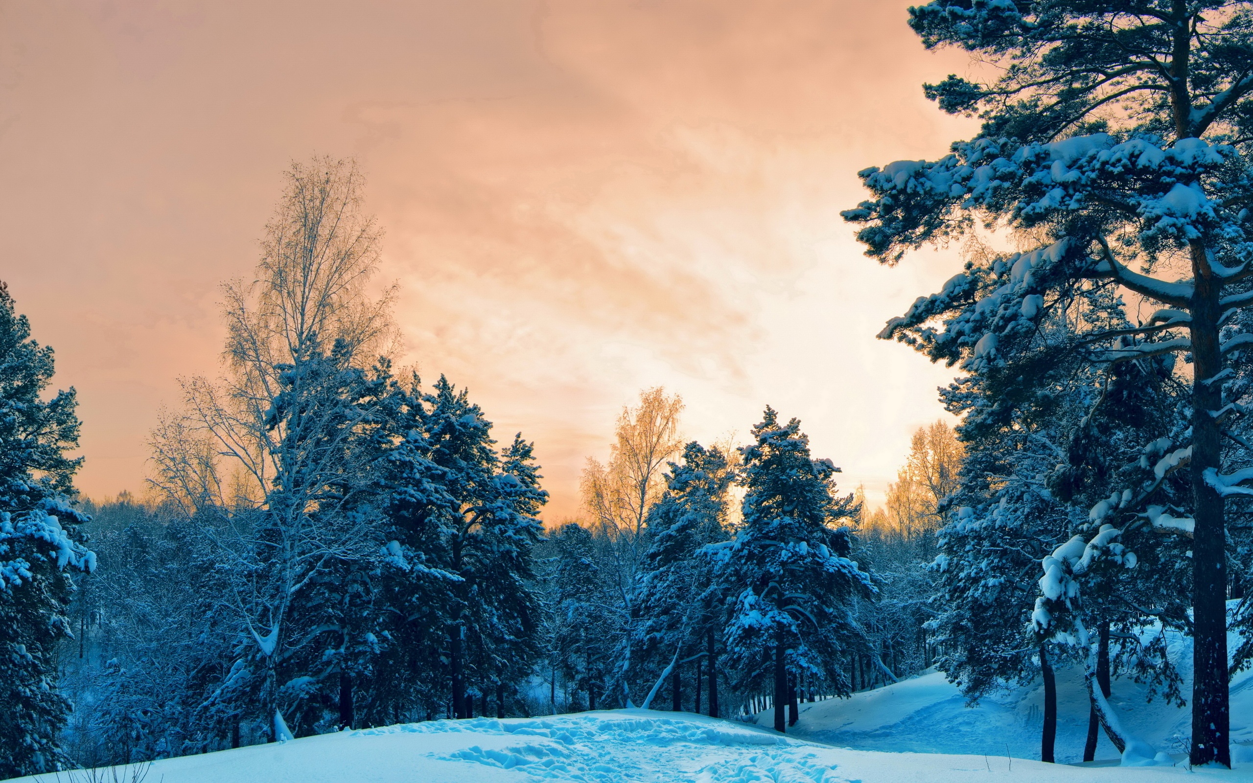 Обои деревья, снег, лес, закат, зима, trees, snow, forest, sunset, winter разрешение 2560x1600 Загрузить