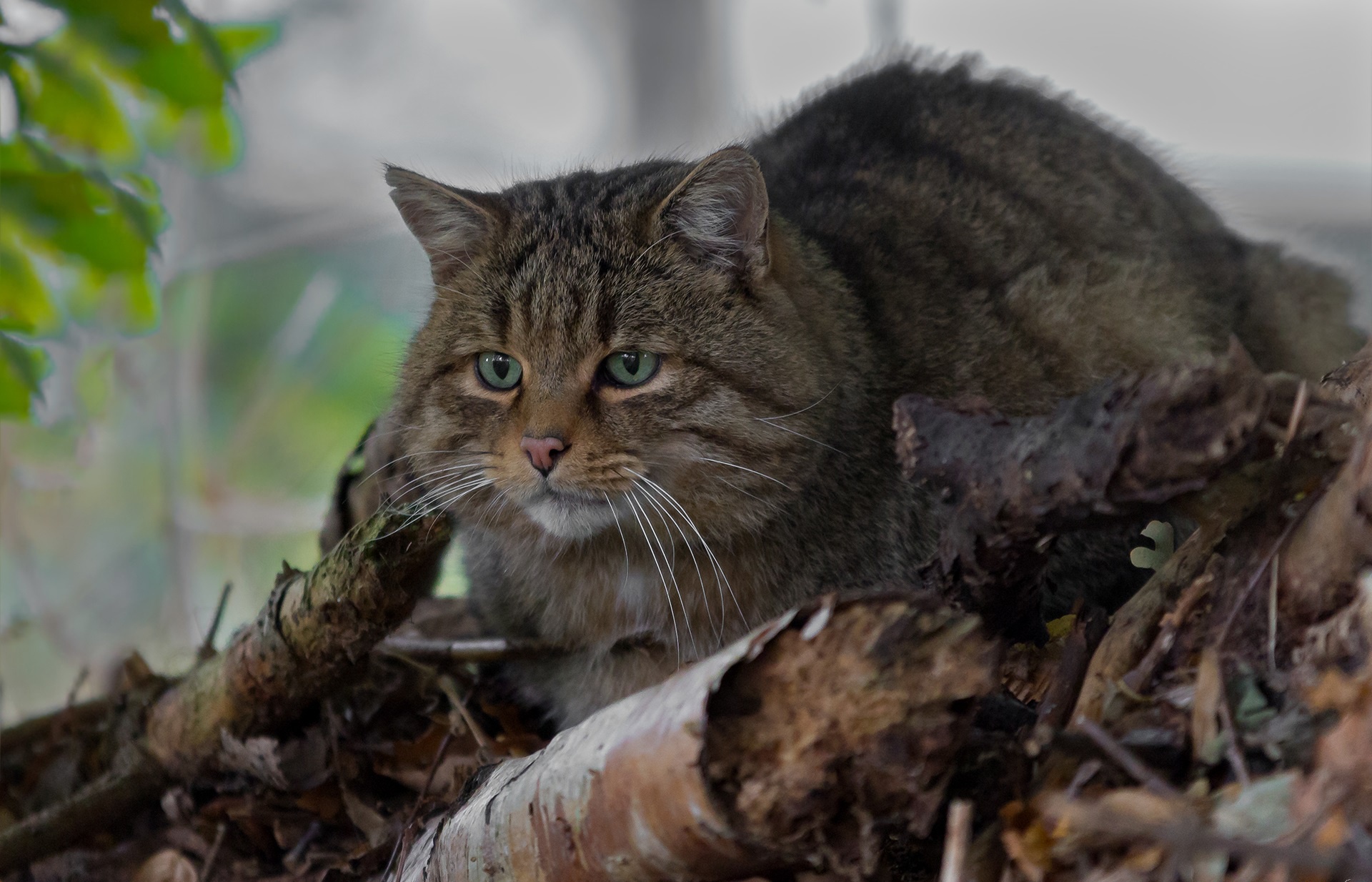 Обои глаза, усы, взгляд, дикая кошка, лесной кот, лесная кошка, eyes, mustache, look, wild cat, wildcat, forest cat разрешение 1920x1234 Загрузить