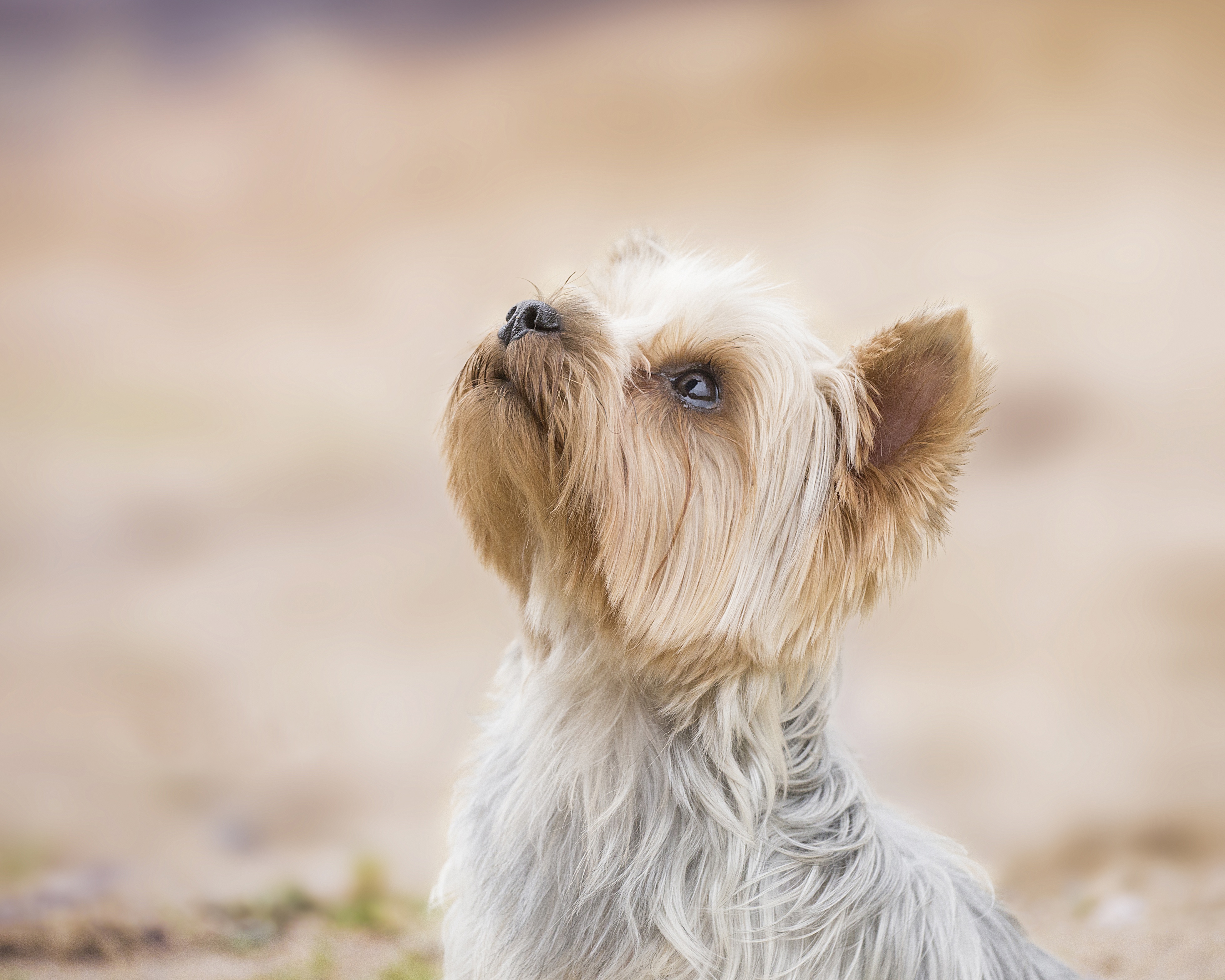 Обои фон, собака, песик, мордашка, йоркширский терьер, background, dog, doggie, face, yorkshire terrier разрешение 3916x3132 Загрузить