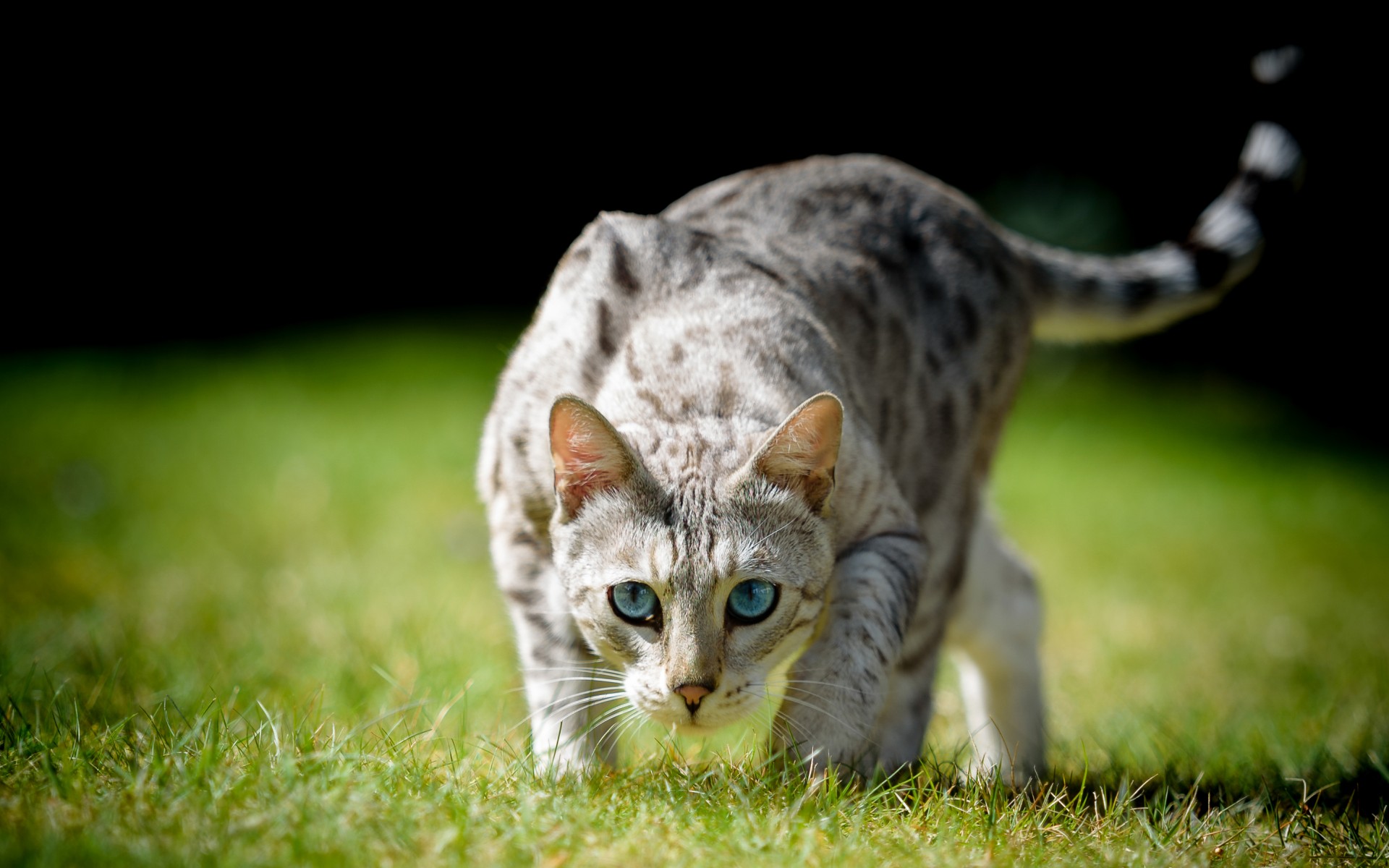 Обои глаза, трава, кот, взгляд, охота, хвост, eyes, grass, cat, look, hunting, tail разрешение 1920x1200 Загрузить