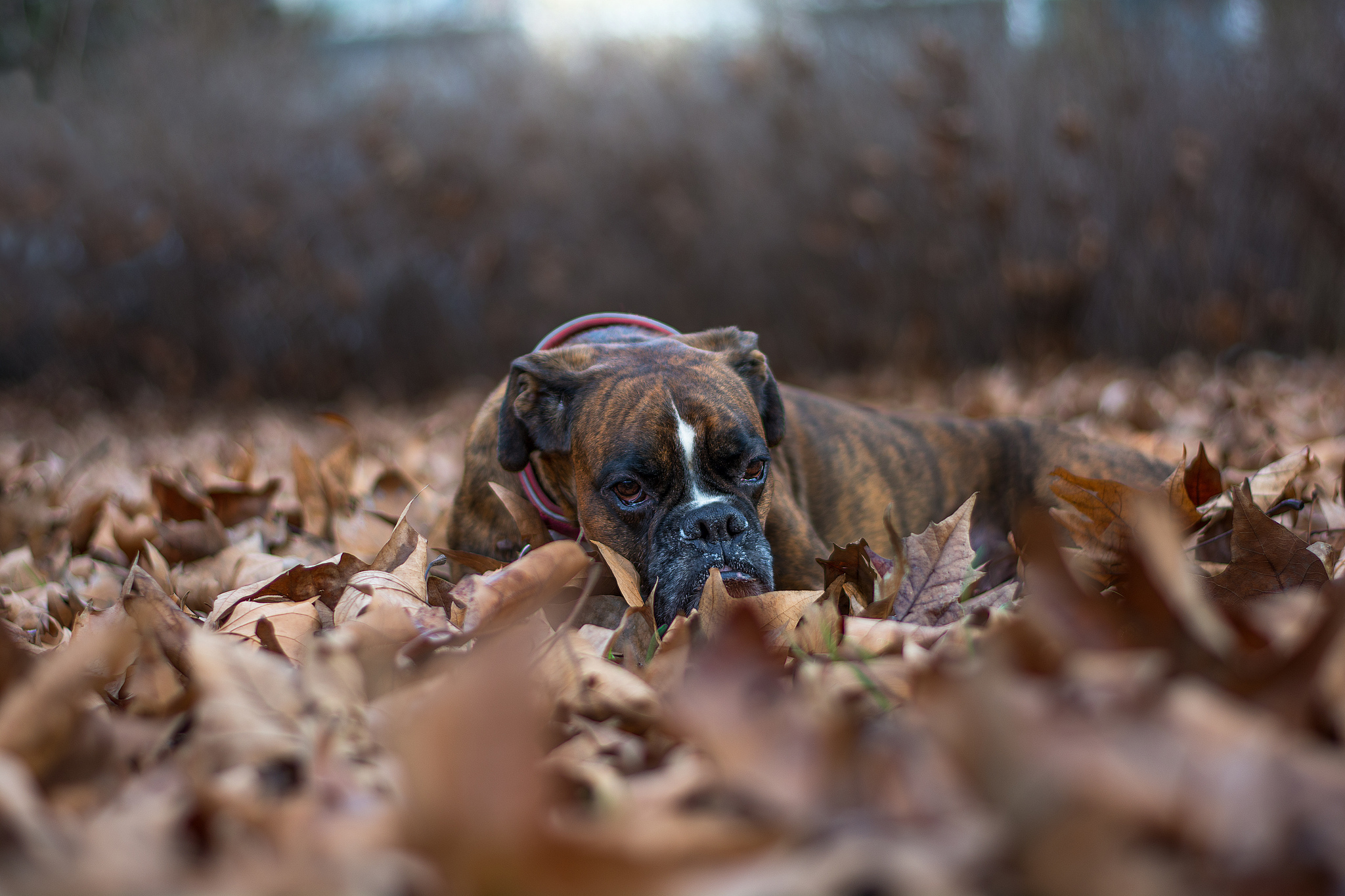 Обои листья, взгляд, осень, собака, друг, боксер, leaves, look, autumn, dog, each, boxer разрешение 2048x1365 Загрузить