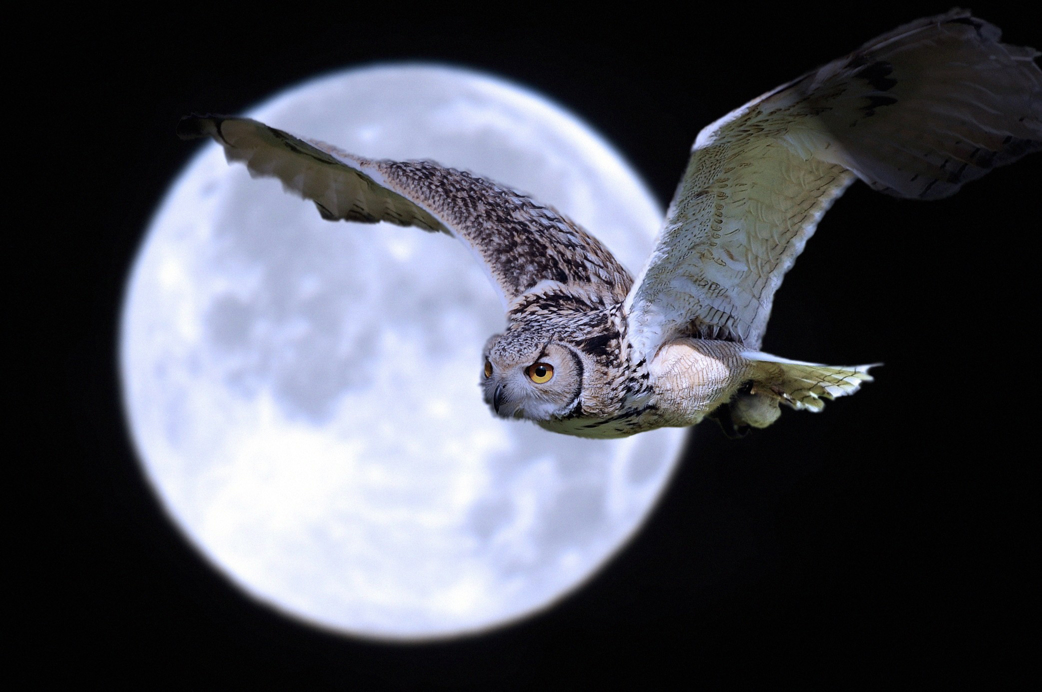 Обои ночь, сова, полет, луна, крылья, птица, night, owl, flight, the moon, wings, bird разрешение 2085x1384 Загрузить