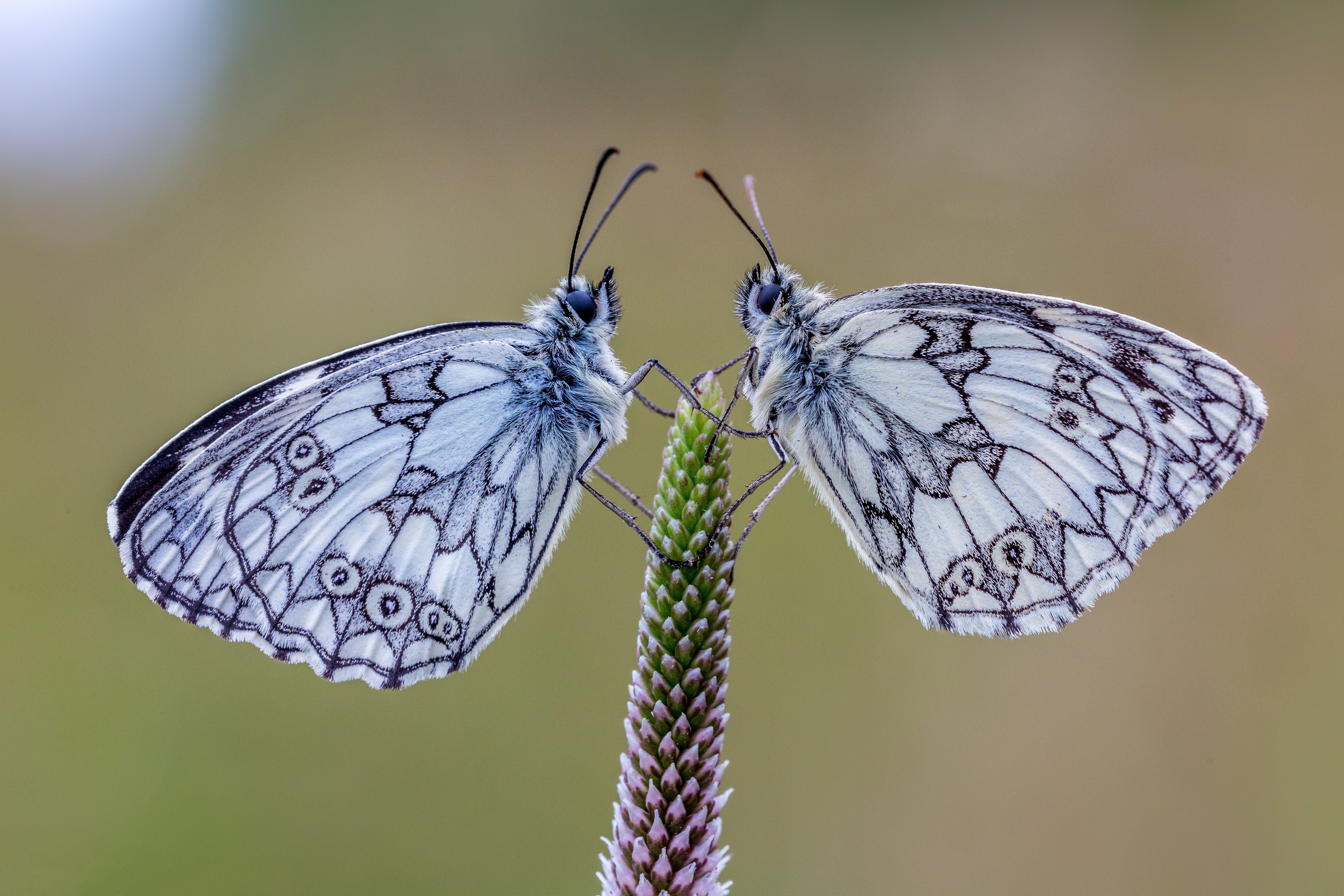 Обои природа, растения, фон, насекомые, пара, бабочки, галатея, nature, plants, background, insects, pair, butterfly, galatea разрешение 5760x3840 Загрузить