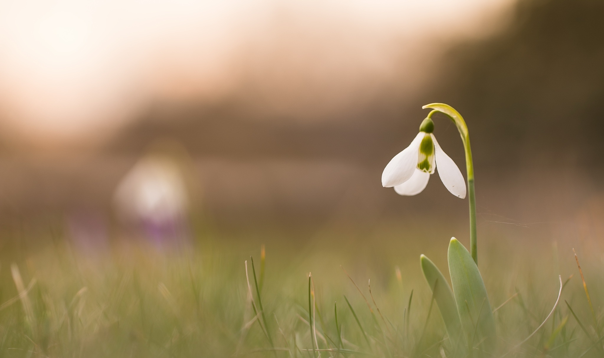 Обои природа, фон, цветок, подснежник, nature, background, flower, snowdrop разрешение 2048x1215 Загрузить