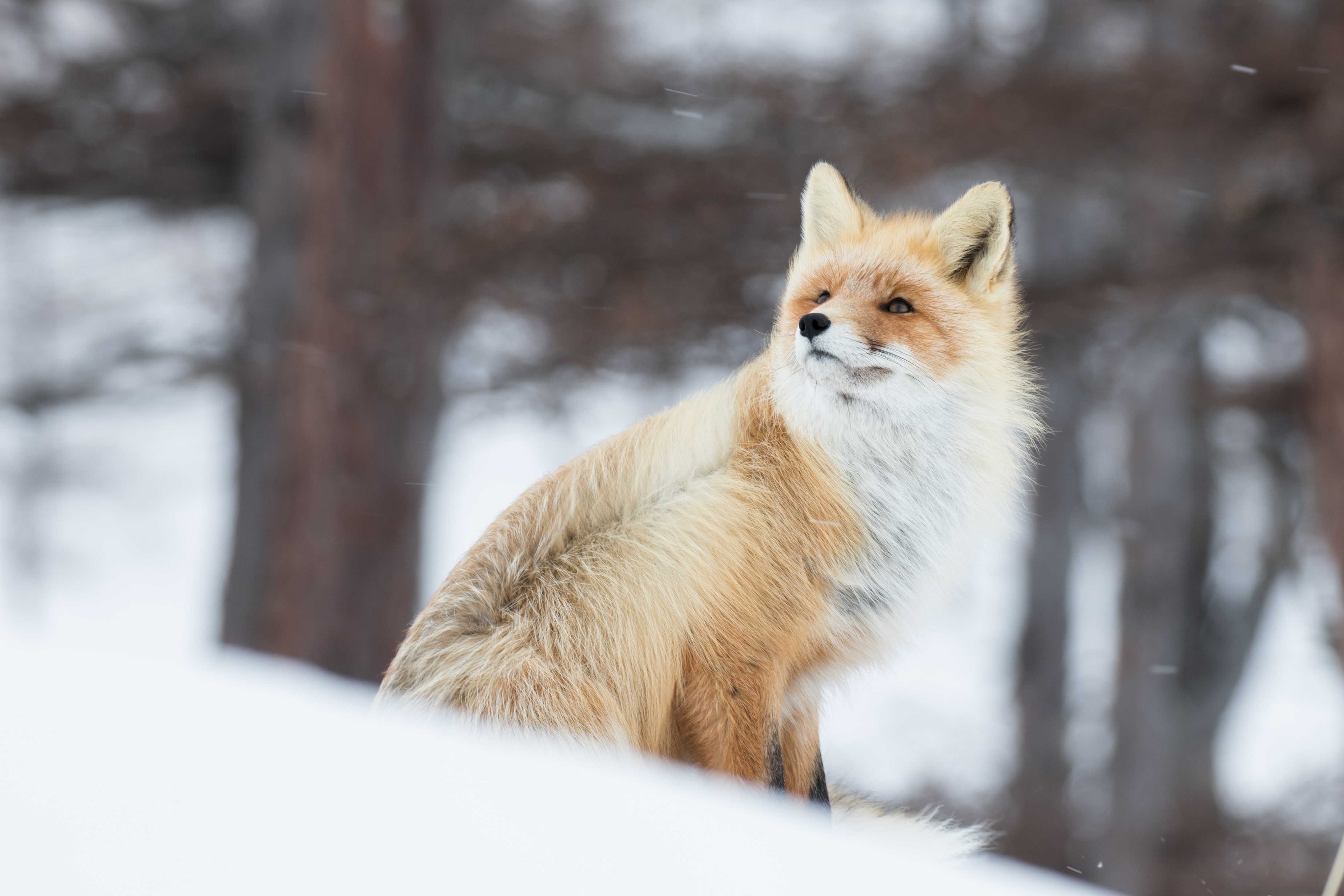 Обои снег, зима, рыжая, лиса, лисица, животное, ветер, боке, snow, winter, red, fox, animal, the wind, bokeh разрешение 4366x2911 Загрузить