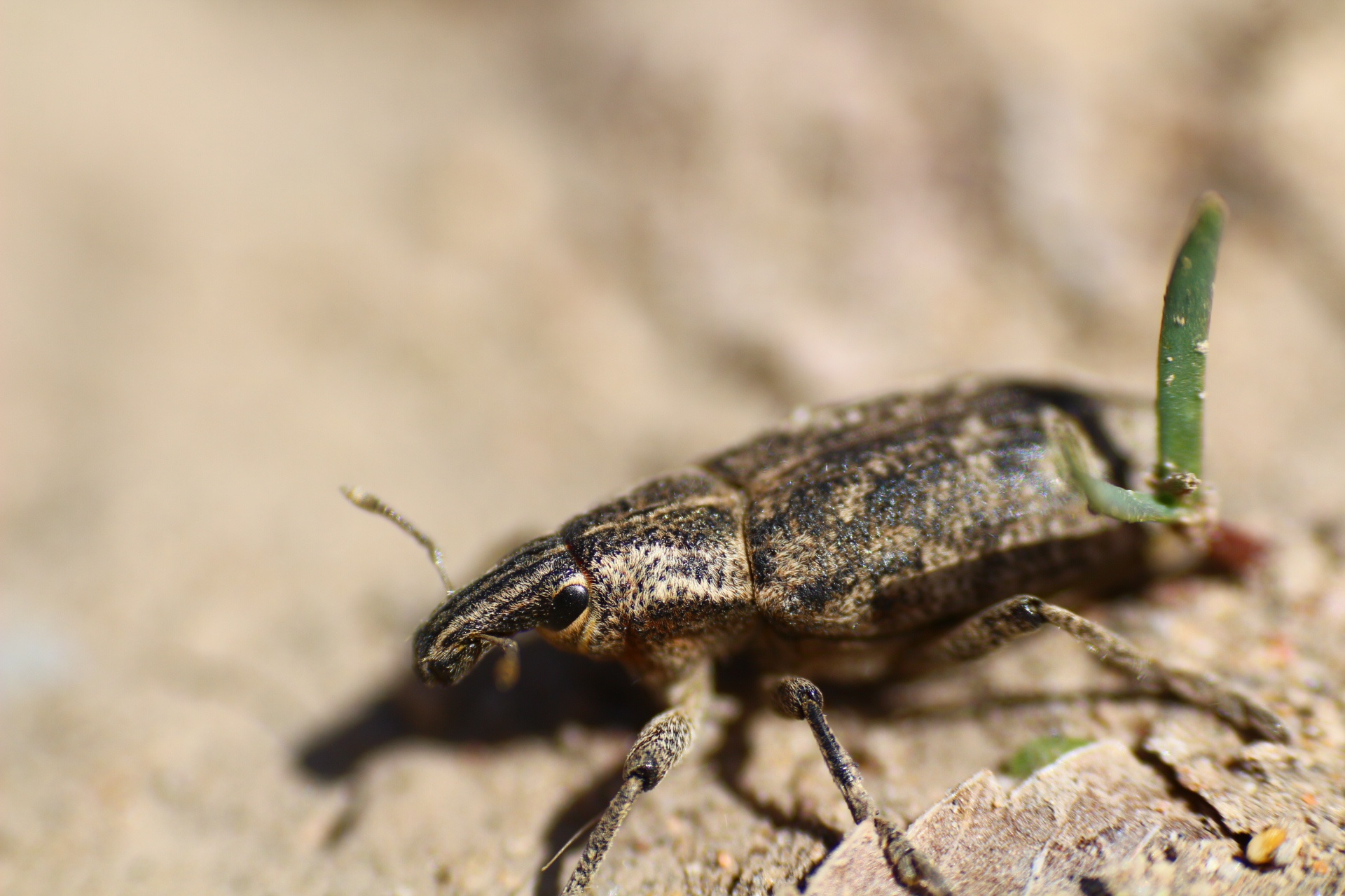 Обои жук, насекомое, травка, лапки, долгоносик, beetle, insect, weed, legs, weevil разрешение 1920x1280 Загрузить