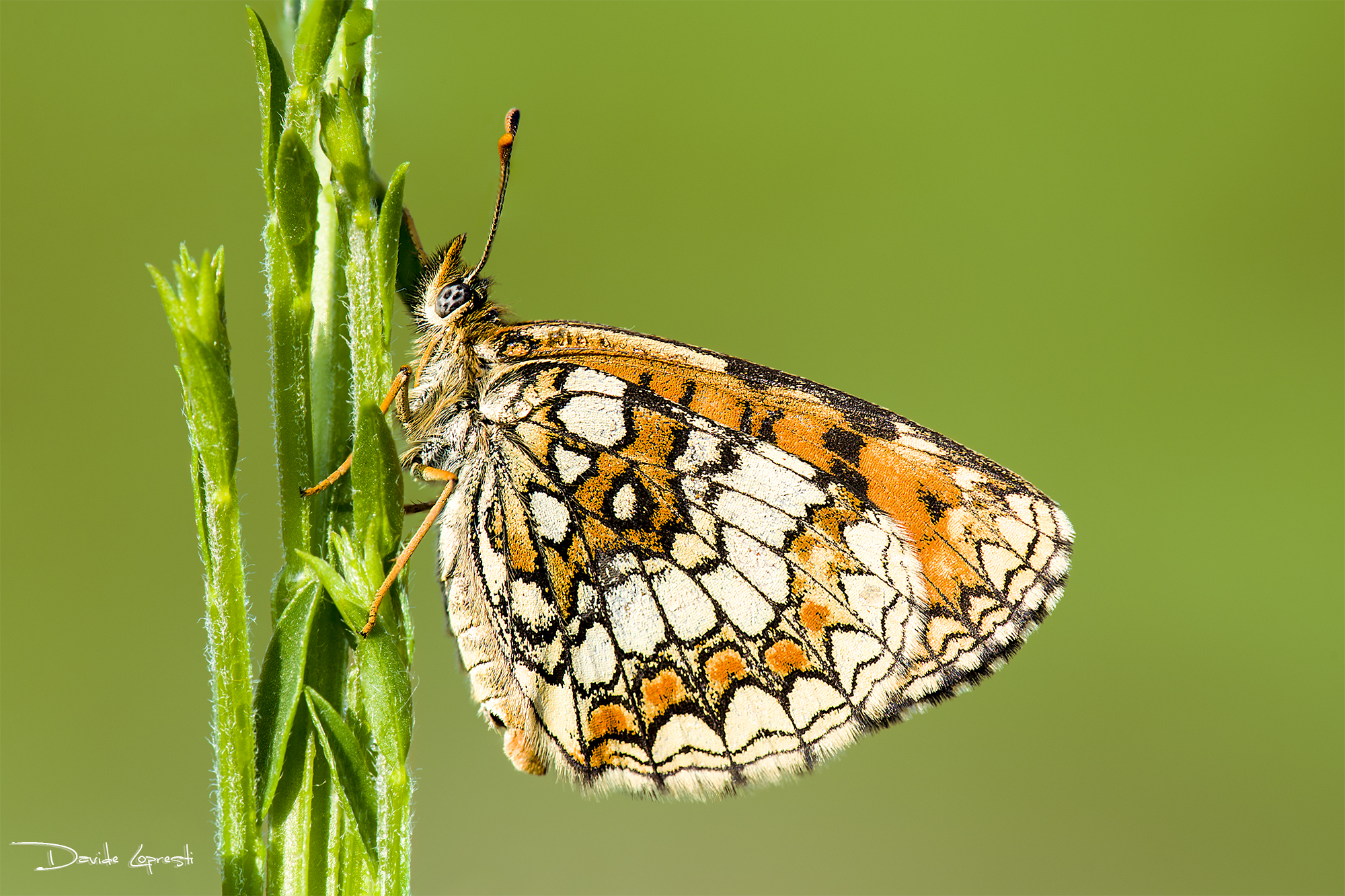 Обои природа, растения, насекомое, фон, бабочка, стебель, davide lopresti, шашечница, nature, plants, insect, background, butterfly, stem, the metalmark разрешение 2000x1333 Загрузить