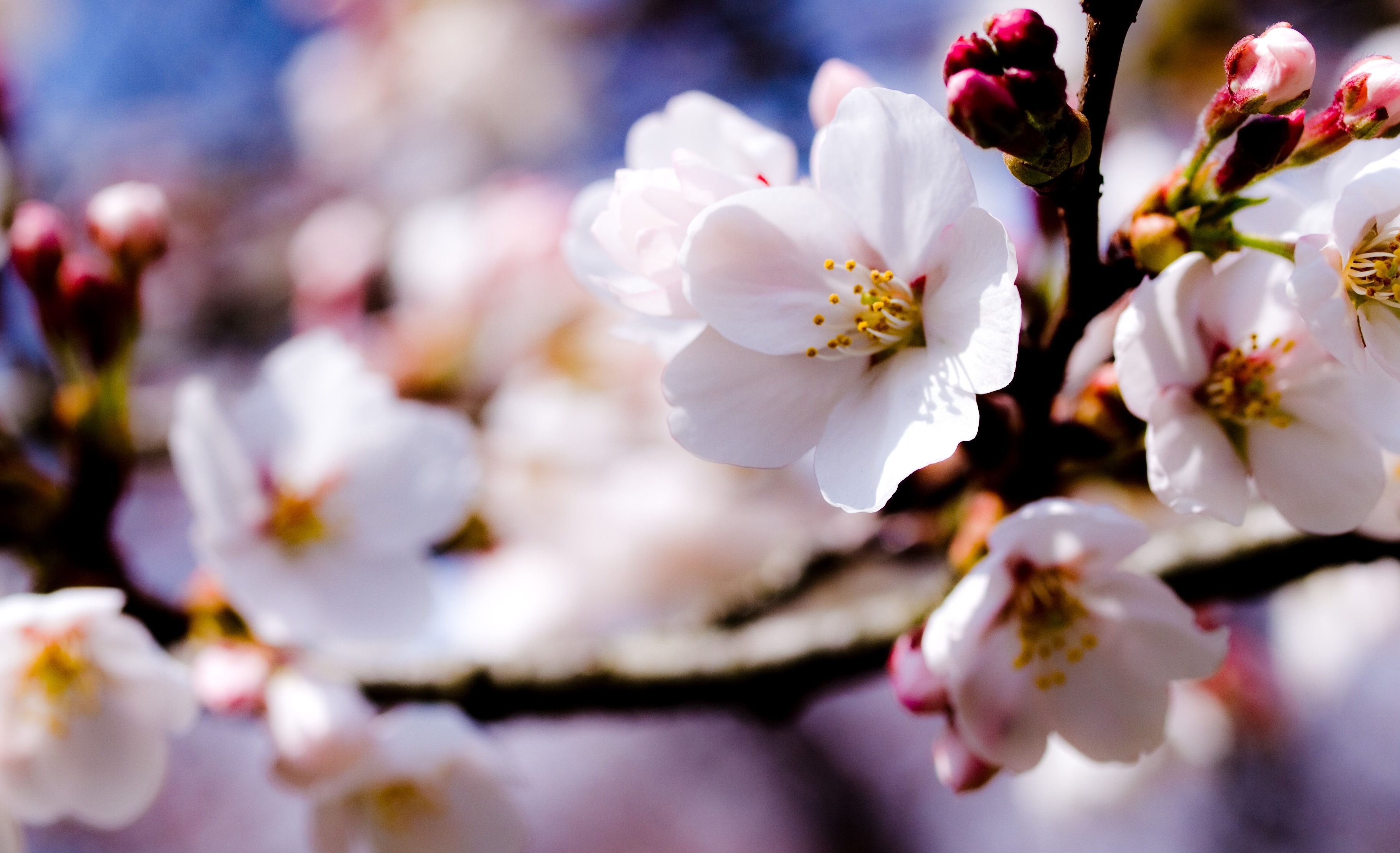 Обои цветы, ветка, природа, цветение, весна, яблоня, боке, flowers, branch, nature, flowering, spring, apple, bokeh разрешение 3648x2223 Загрузить