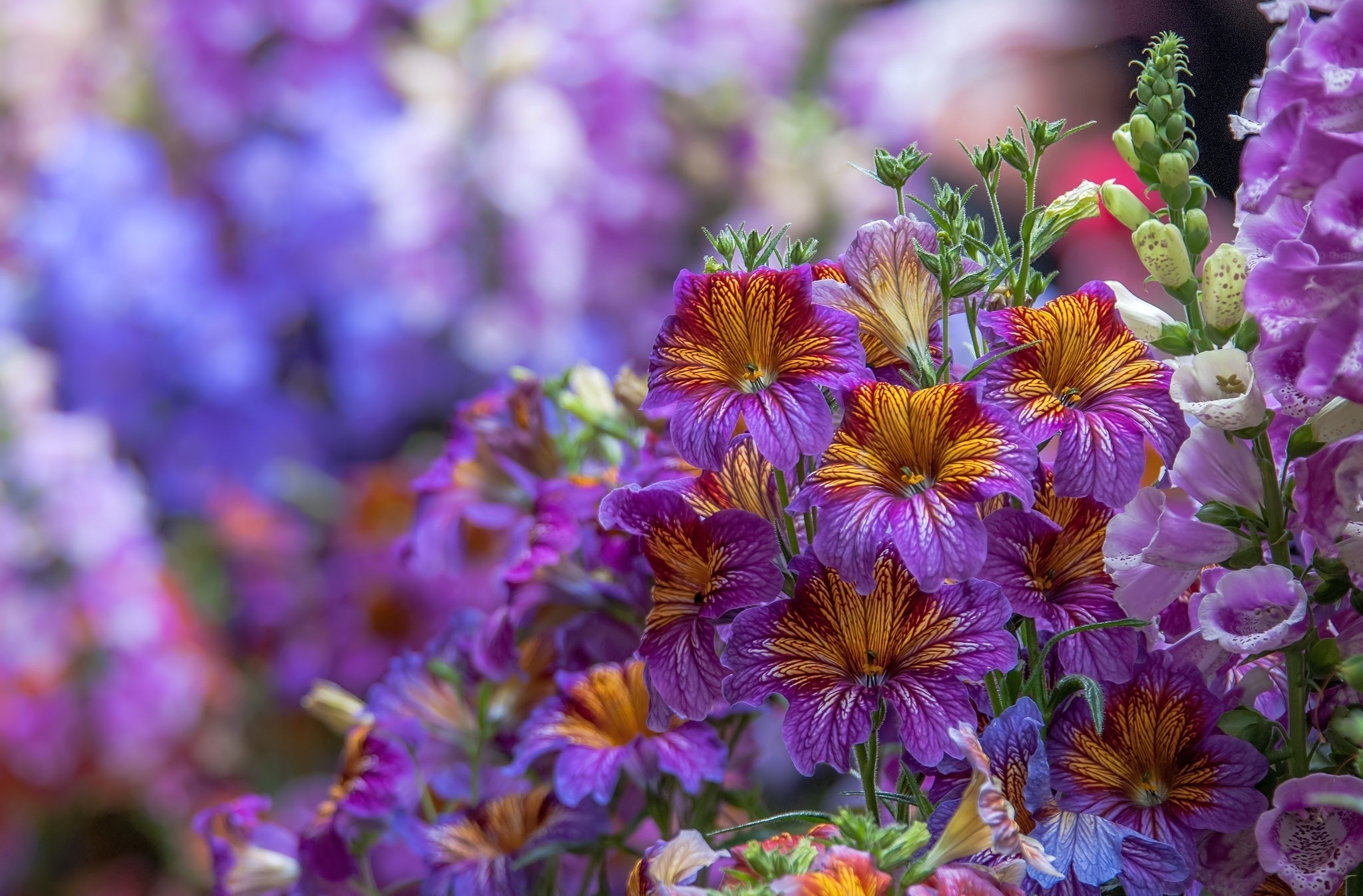 Обои цветы, макро, дигиталис, наперстянка, сальпиглосис, flowers, macro, digitalis, salpiglossis разрешение 2048x1347 Загрузить