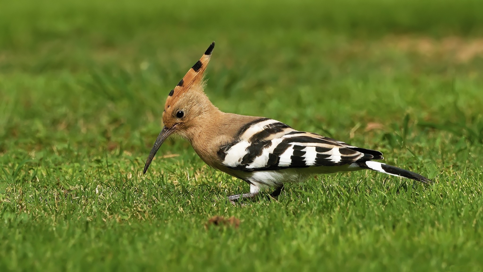 Обои трава, птицы, птица, клюв, перья, удод, grass, birds, bird, beak, feathers, hoopoe разрешение 2048x1152 Загрузить