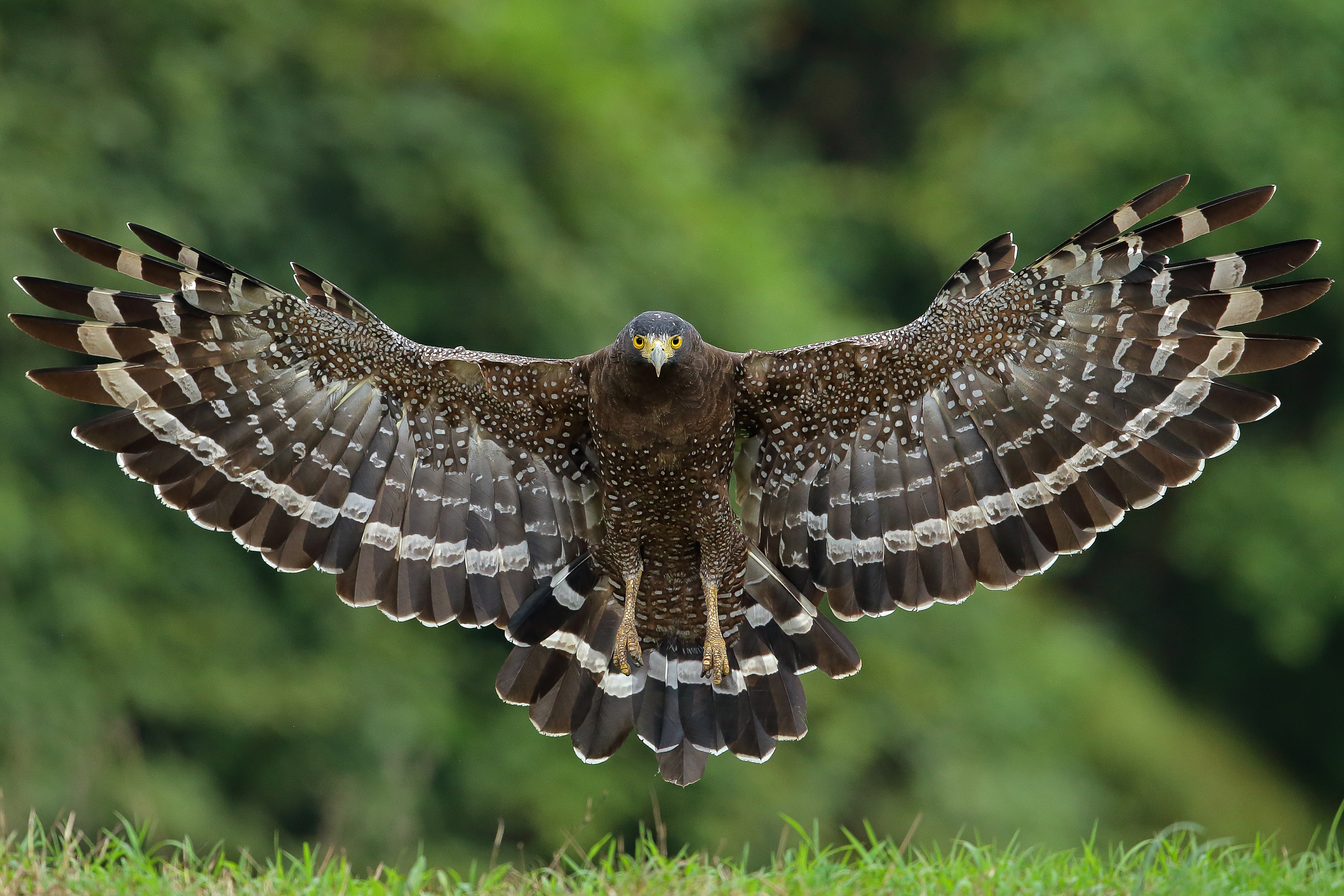 Обои полет, крылья, птица, ястреб, большой хохлатый змееяд, flight, wings, bird, hawk, great crested snake eagle разрешение 3600x2400 Загрузить