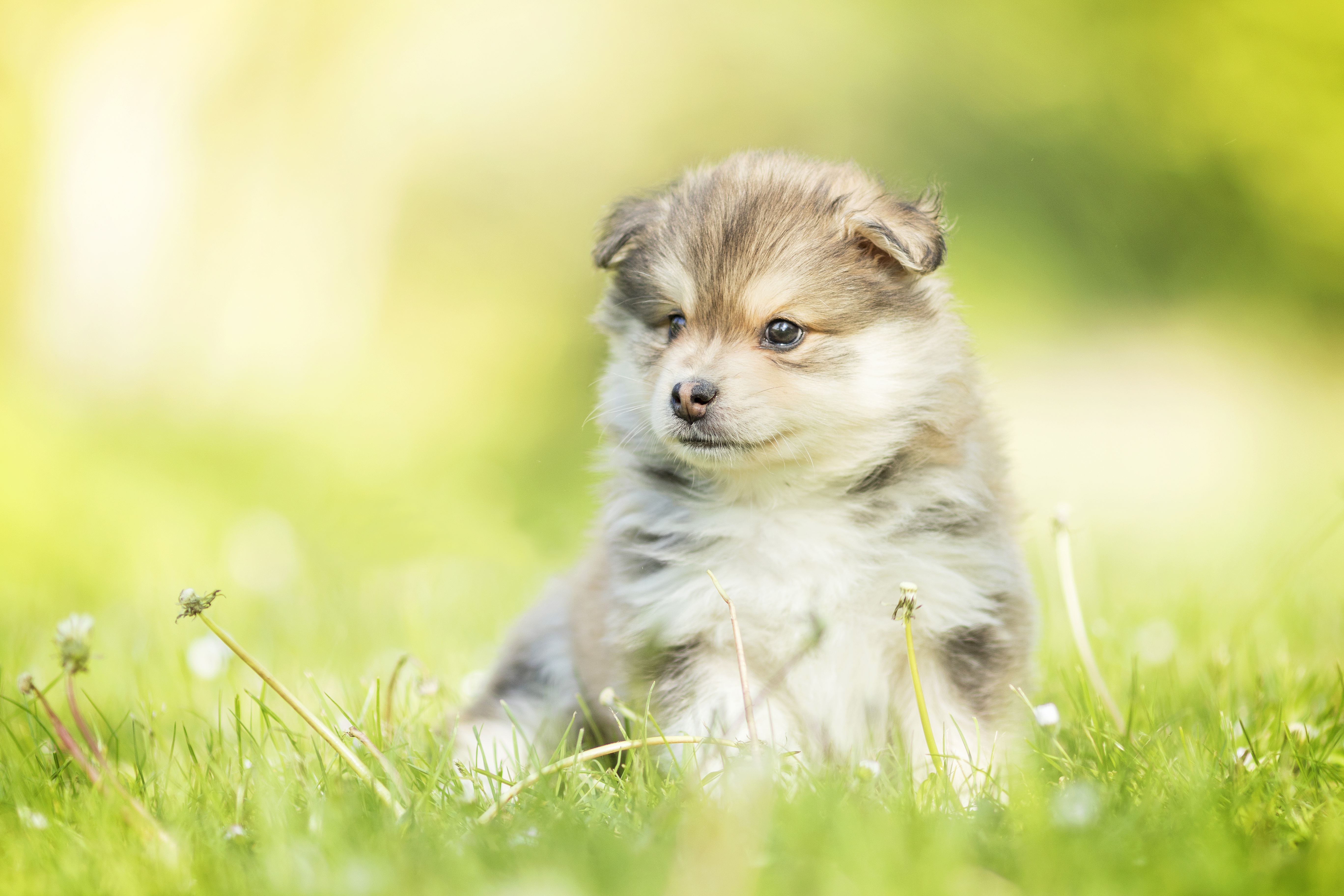 Обои собака, щенок, одуванчики, малыш, боке, финский лаппхунд, dog, puppy, dandelions, baby, bokeh, finnish lapphund разрешение 5472x3648 Загрузить