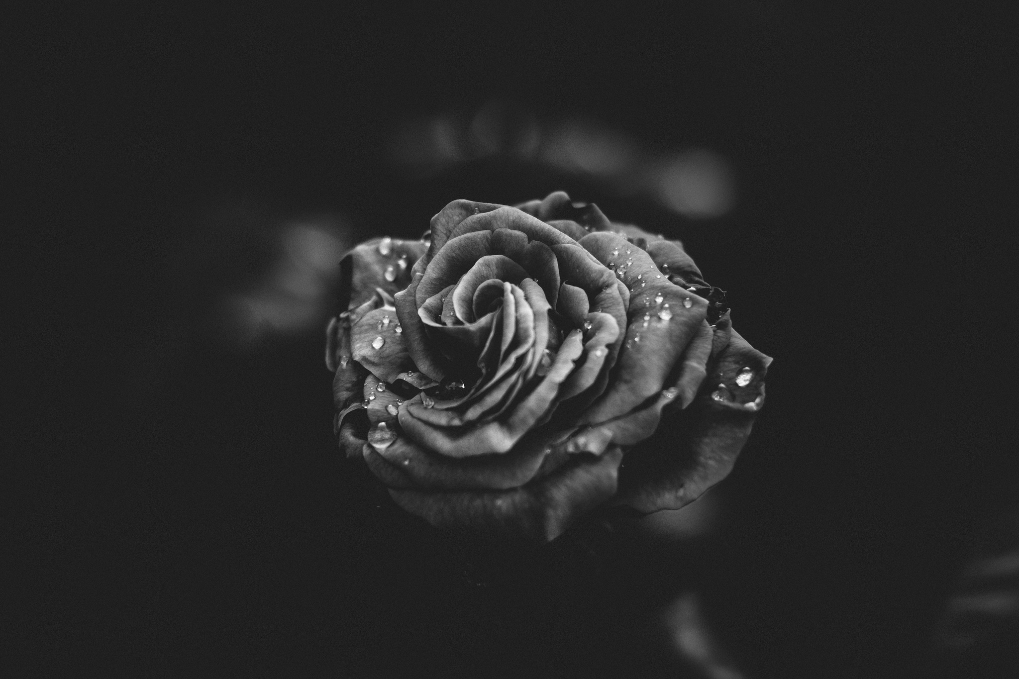 Черная роза чб