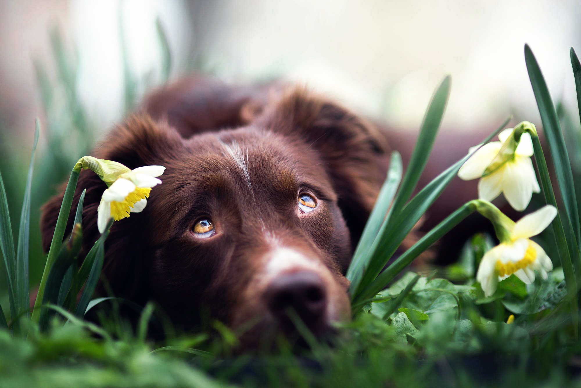 Обои глаза, цветы, взгляд, собака, нарциссы, бордер-колли, iza łysoń, eyes, flowers, look, dog, daffodils, the border collie разрешение 2000x1336 Загрузить