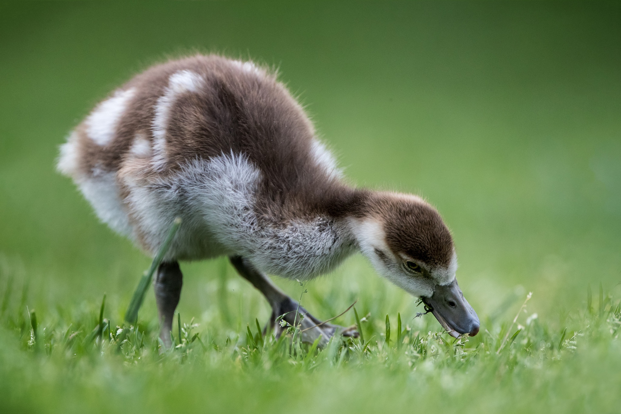 Обои птенец, птица, травка, гусь, боке, гусенок, chick, bird, weed, goose, bokeh, gosling разрешение 2048x1365 Загрузить