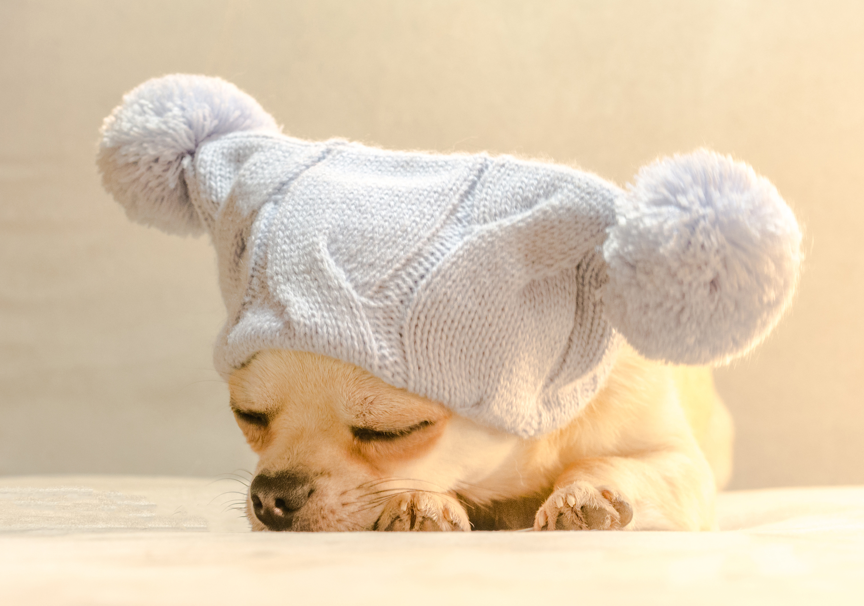 Обои собака, спит, шапка, чихуахуа, bianca badosa, dog, sleeping, hat, chihuahua разрешение 3025x2121 Загрузить